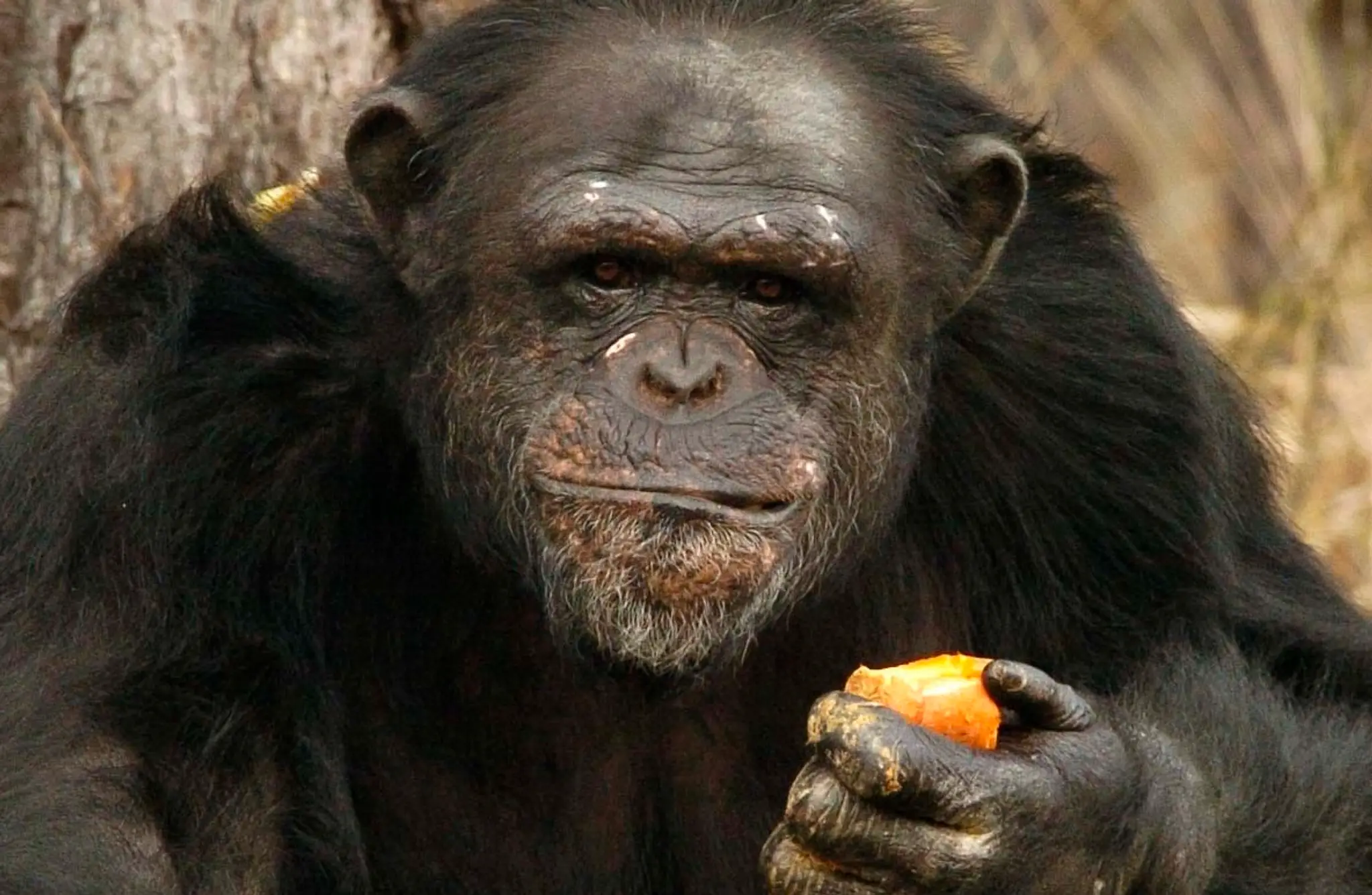 šimpanz učenlivý západoafrický