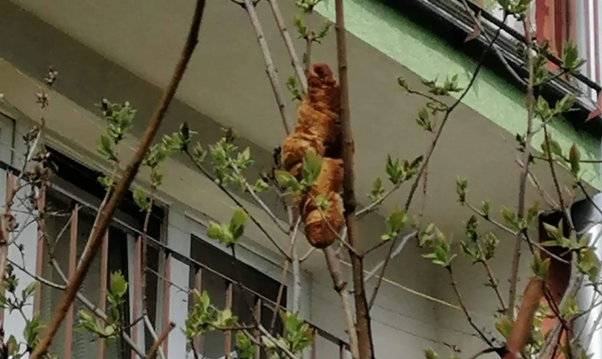 Croissant vystrašil obyvateľov.