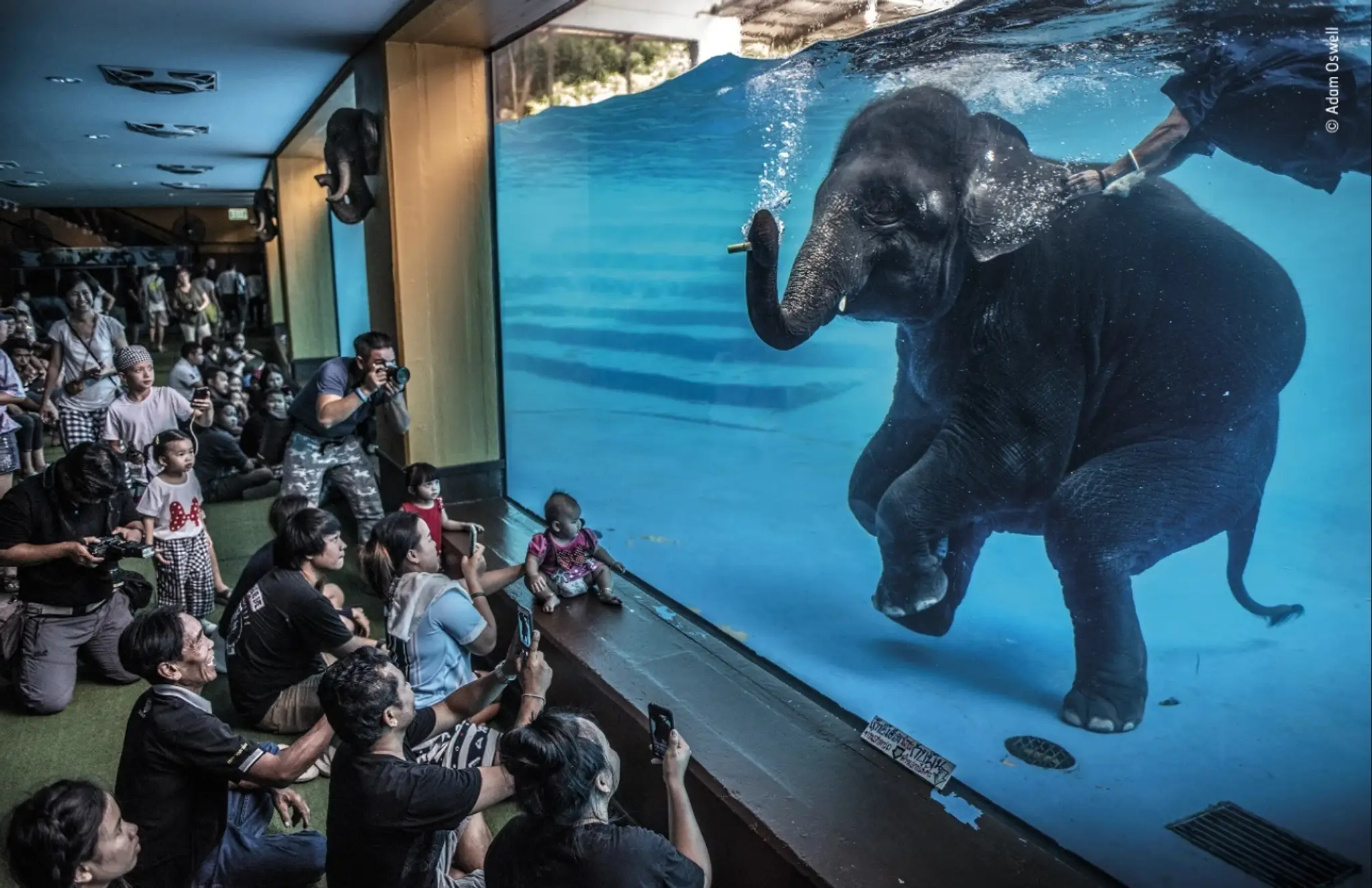 Víťazom v kategórii Fotožurnalizmus sa stal Adam Oswell z Austrálie, ktorý počas reportáže zachytil malého slona v zoologickej z