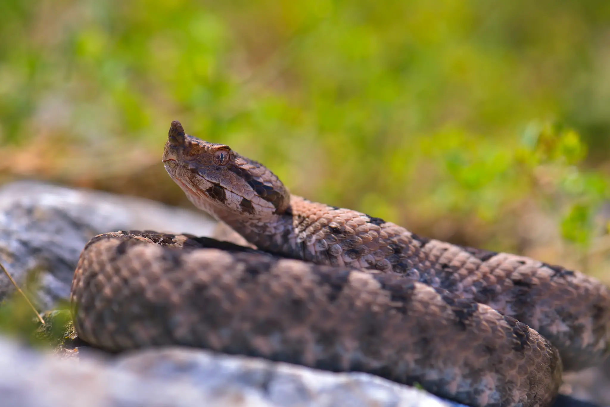 Vipera ammodytes. Ilustračná snímka