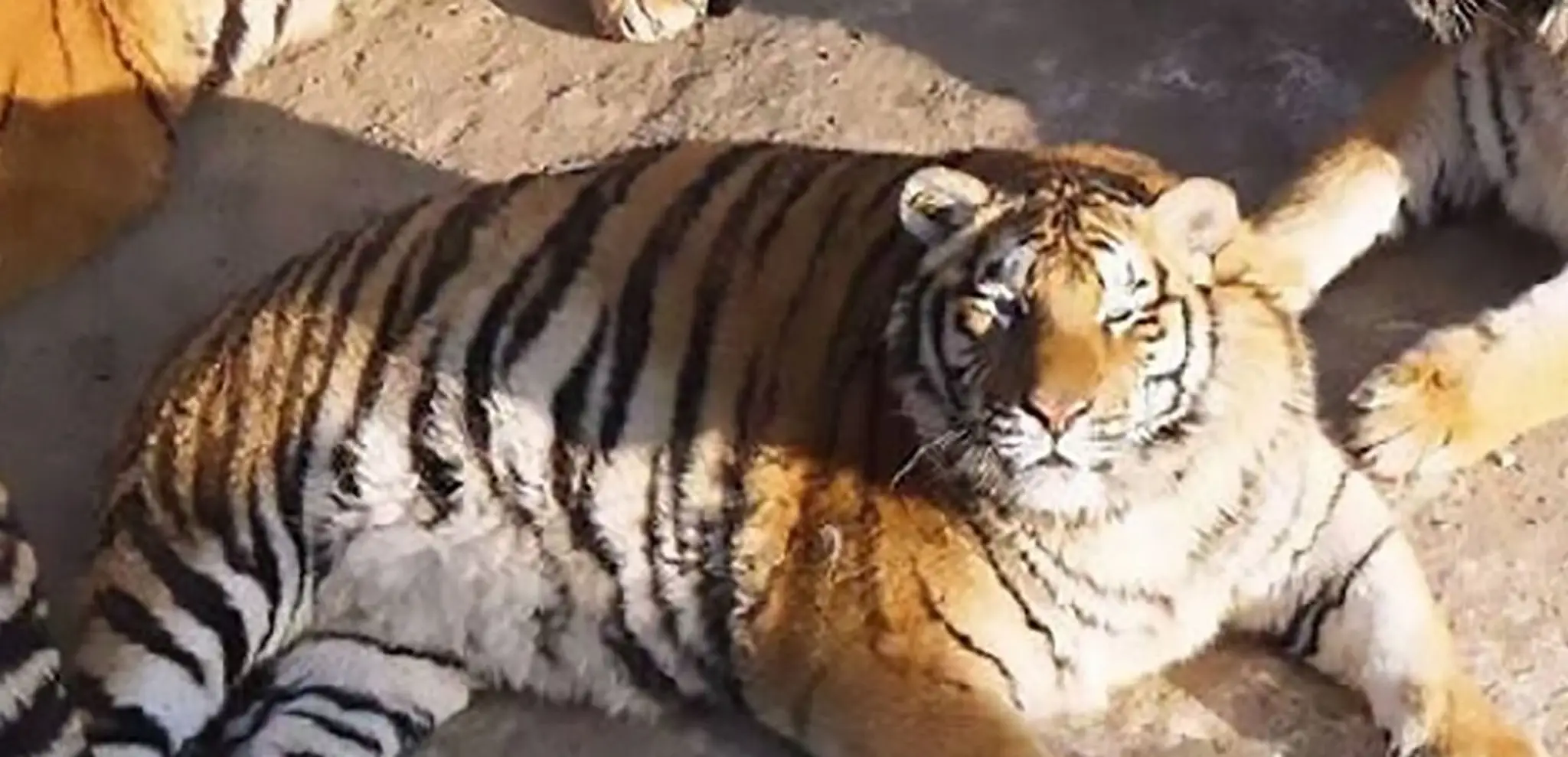 Tigre sú až nezdravo tučné.