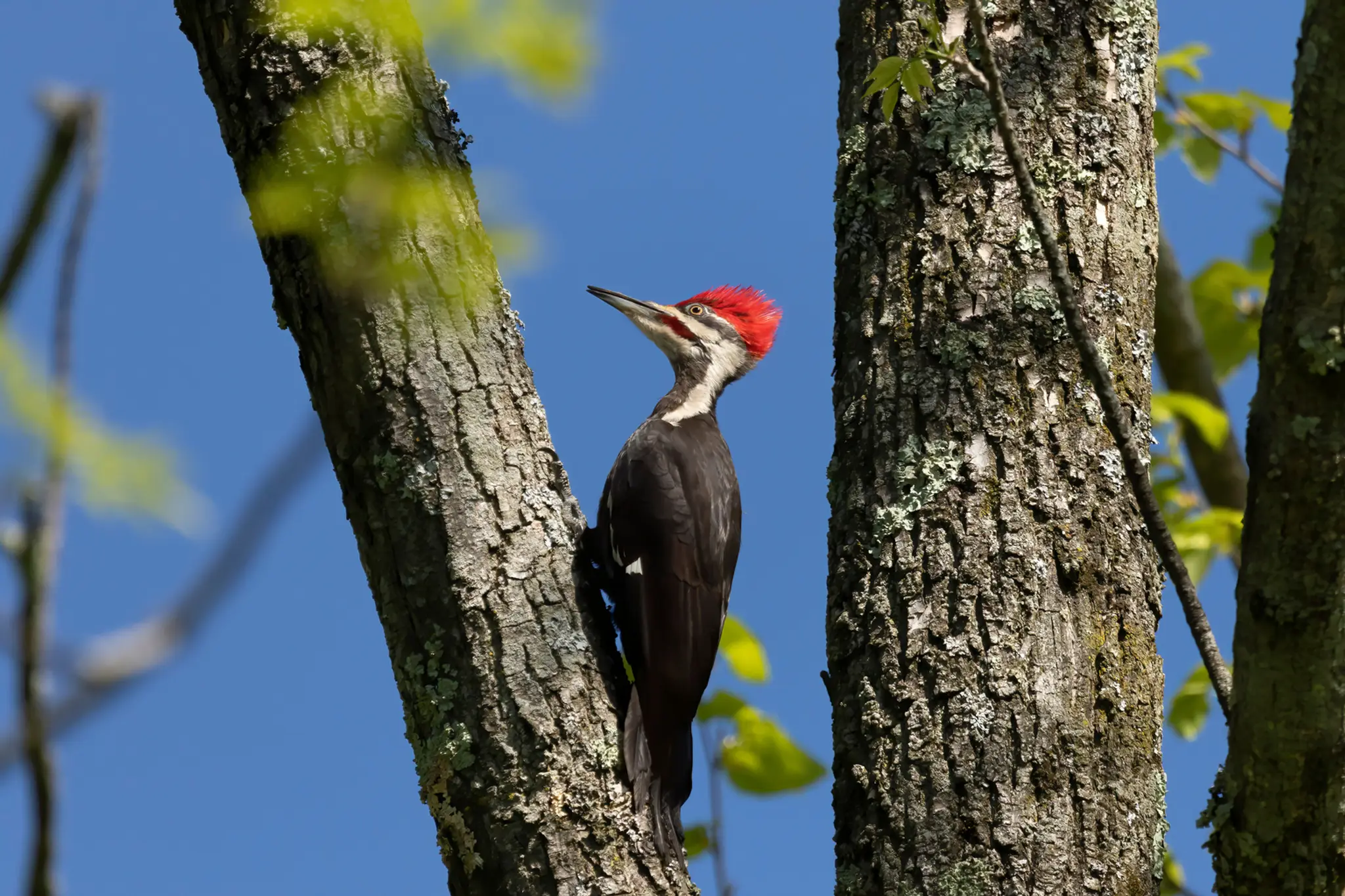 Ďateľ Campephilus principalis