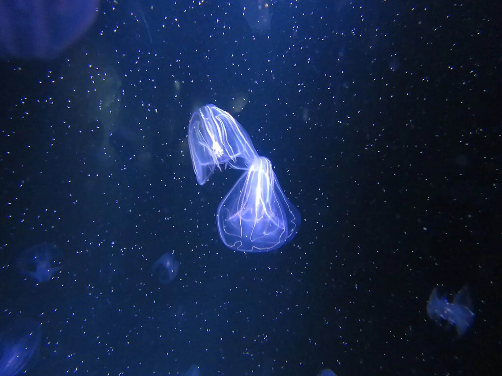 medúza Mnemiopsis leidyi