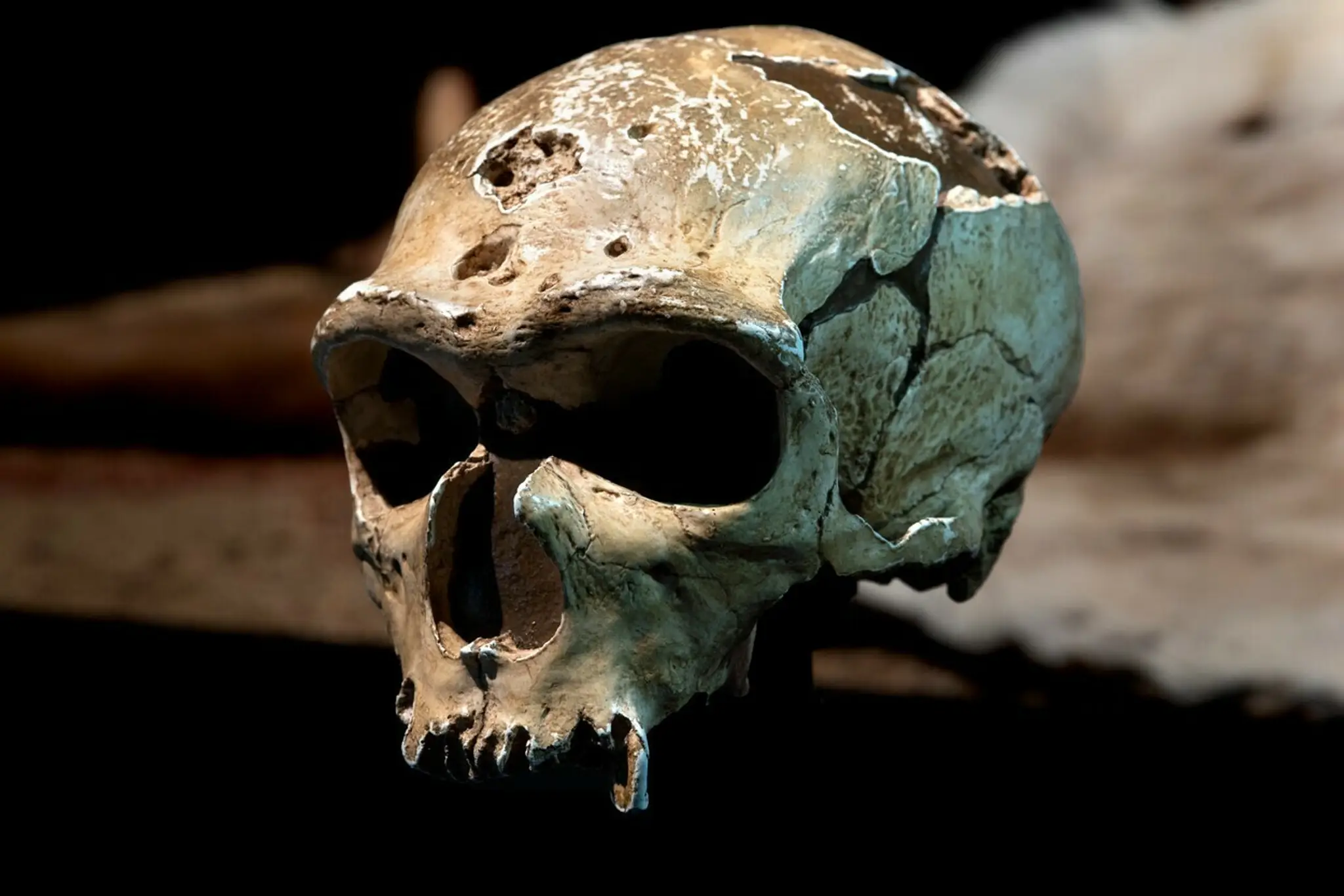Replika lebky neandertálca, ktorú našli vo francúzskej jaskyni.