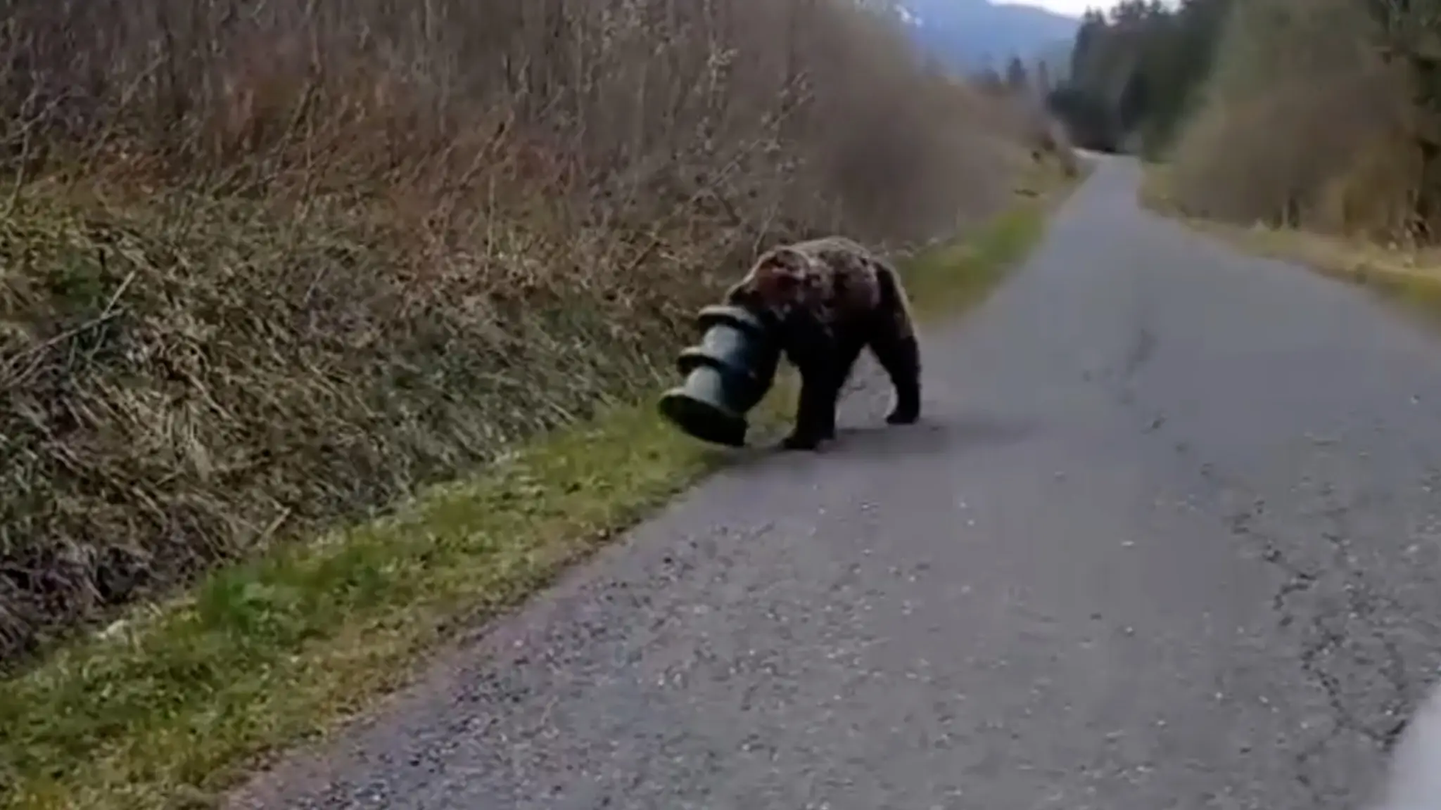 Medveď sa túlal po Slovensku s valcom na hlave. 