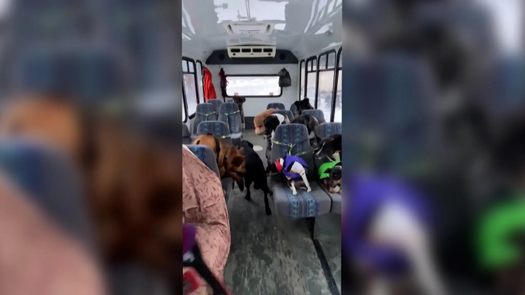 Psí autobus na Aljaške