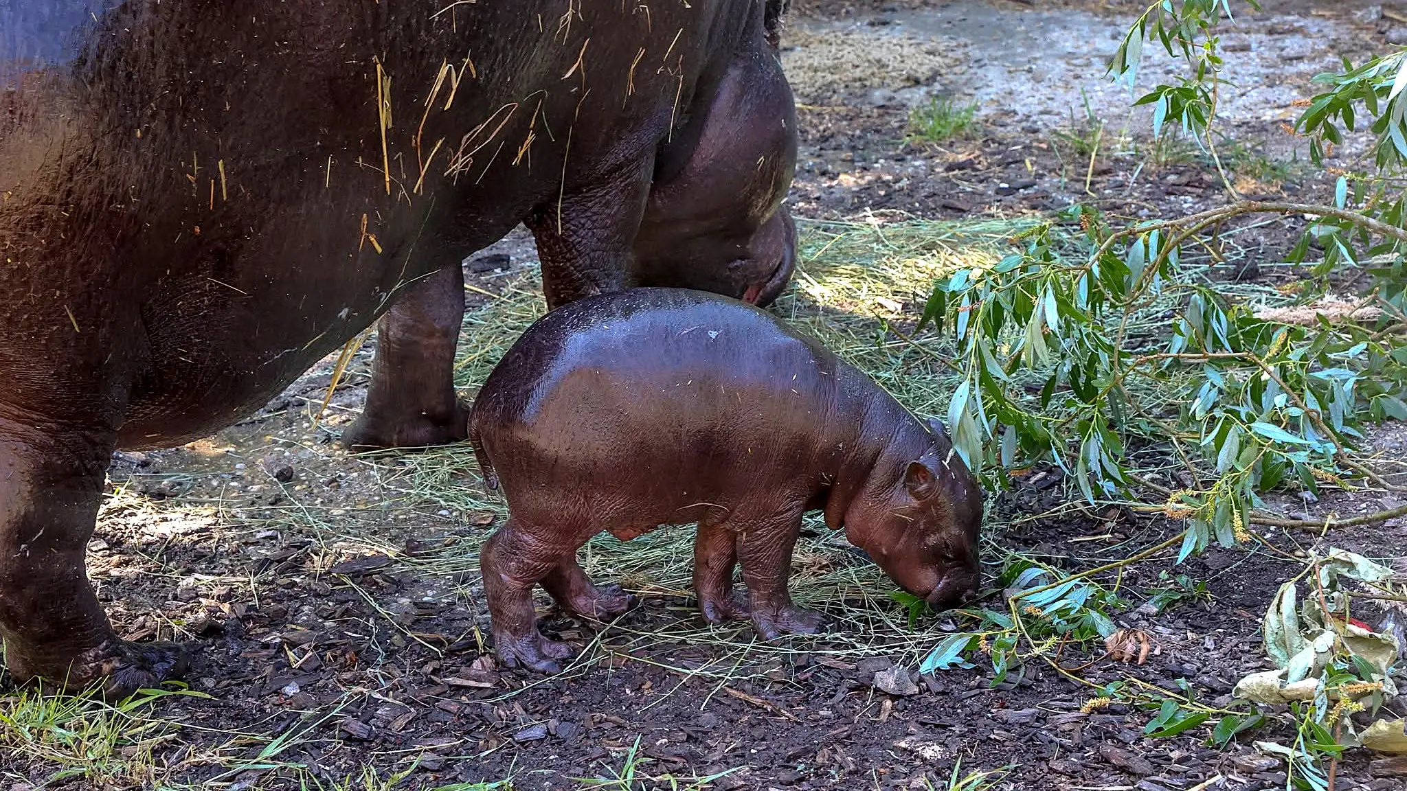 V bratislavskej zoo sa narodila Bawu, mláďa hrošíka libérijského. 
