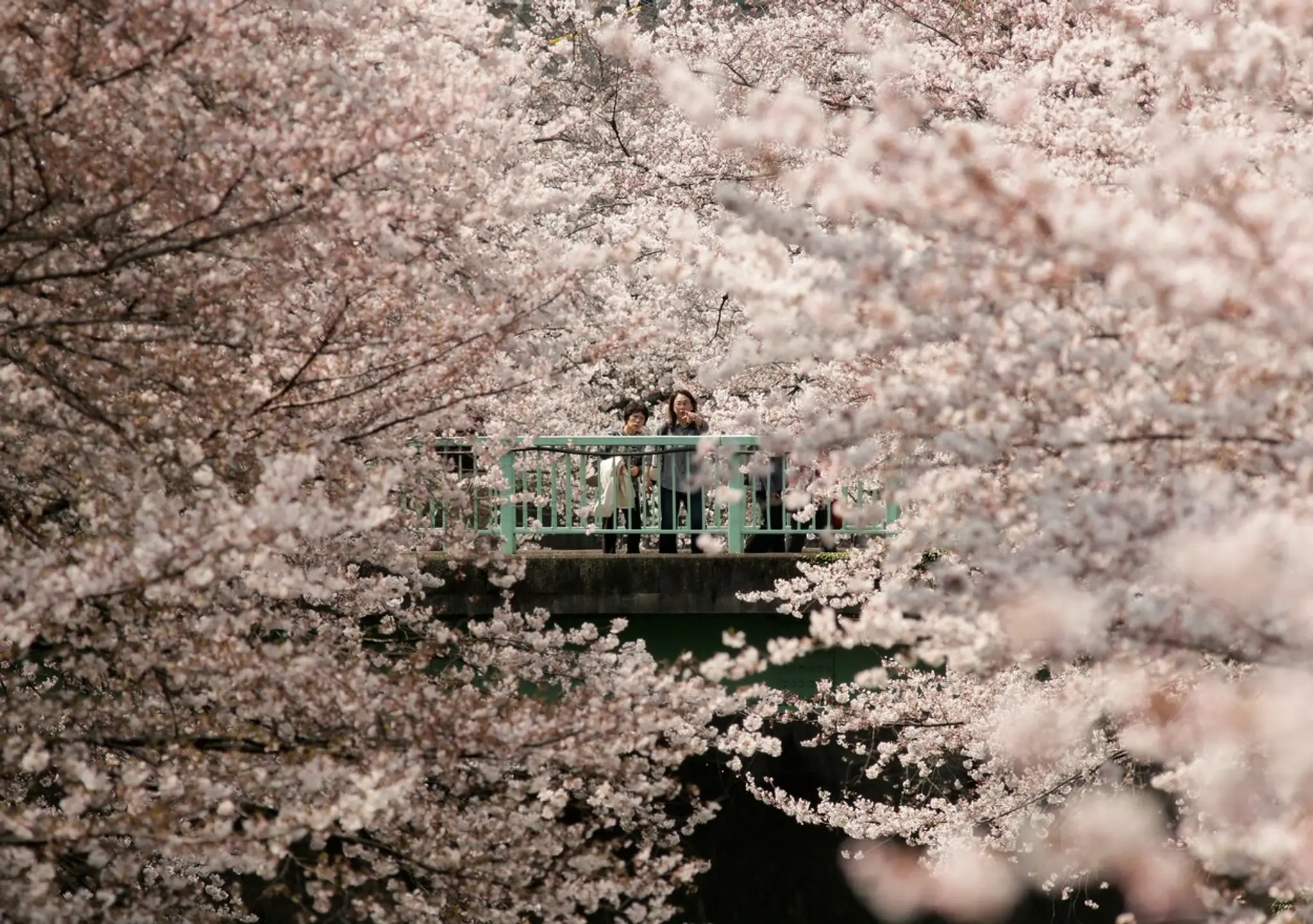 Hanami alebo japonský div sveta.