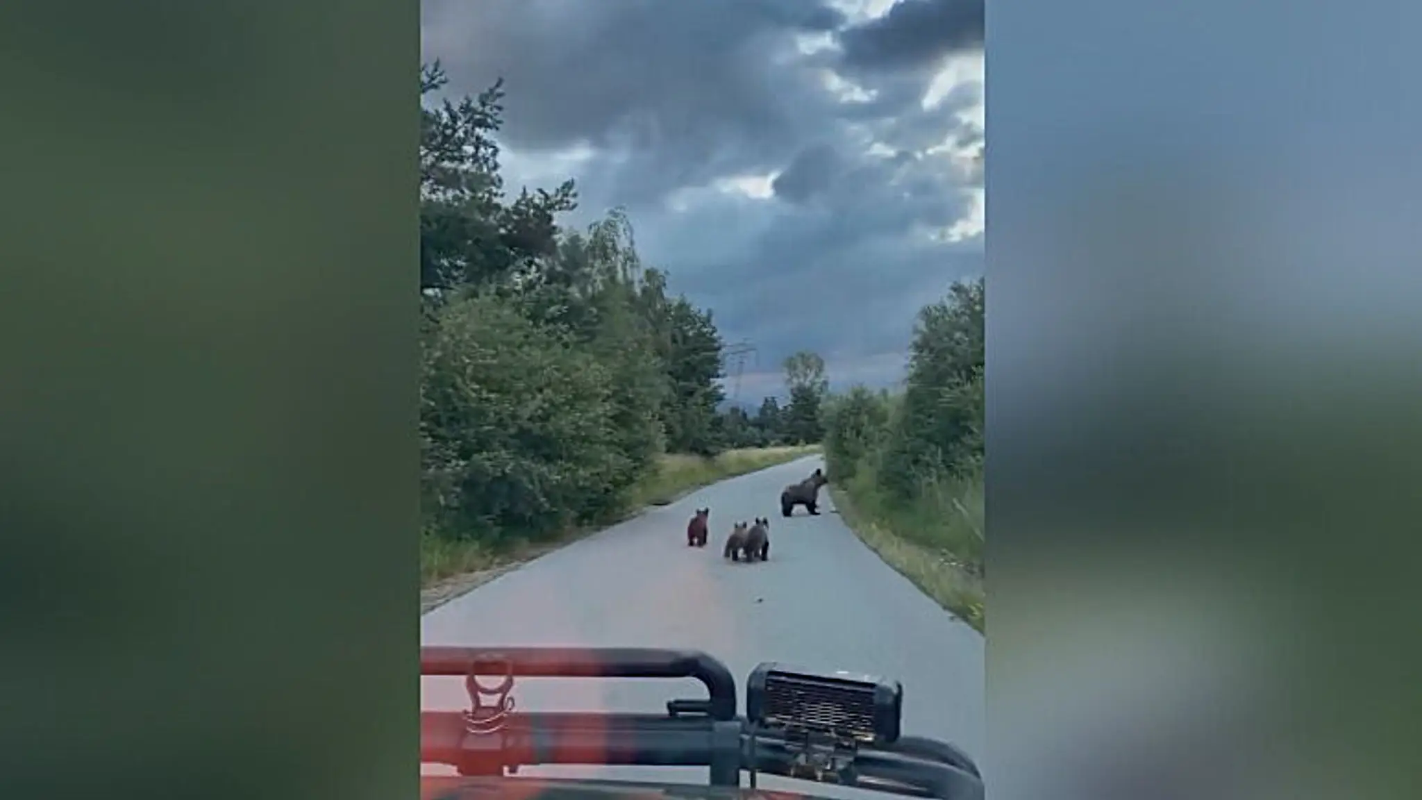 Medvedia rodinka na ceste na Liptove. 