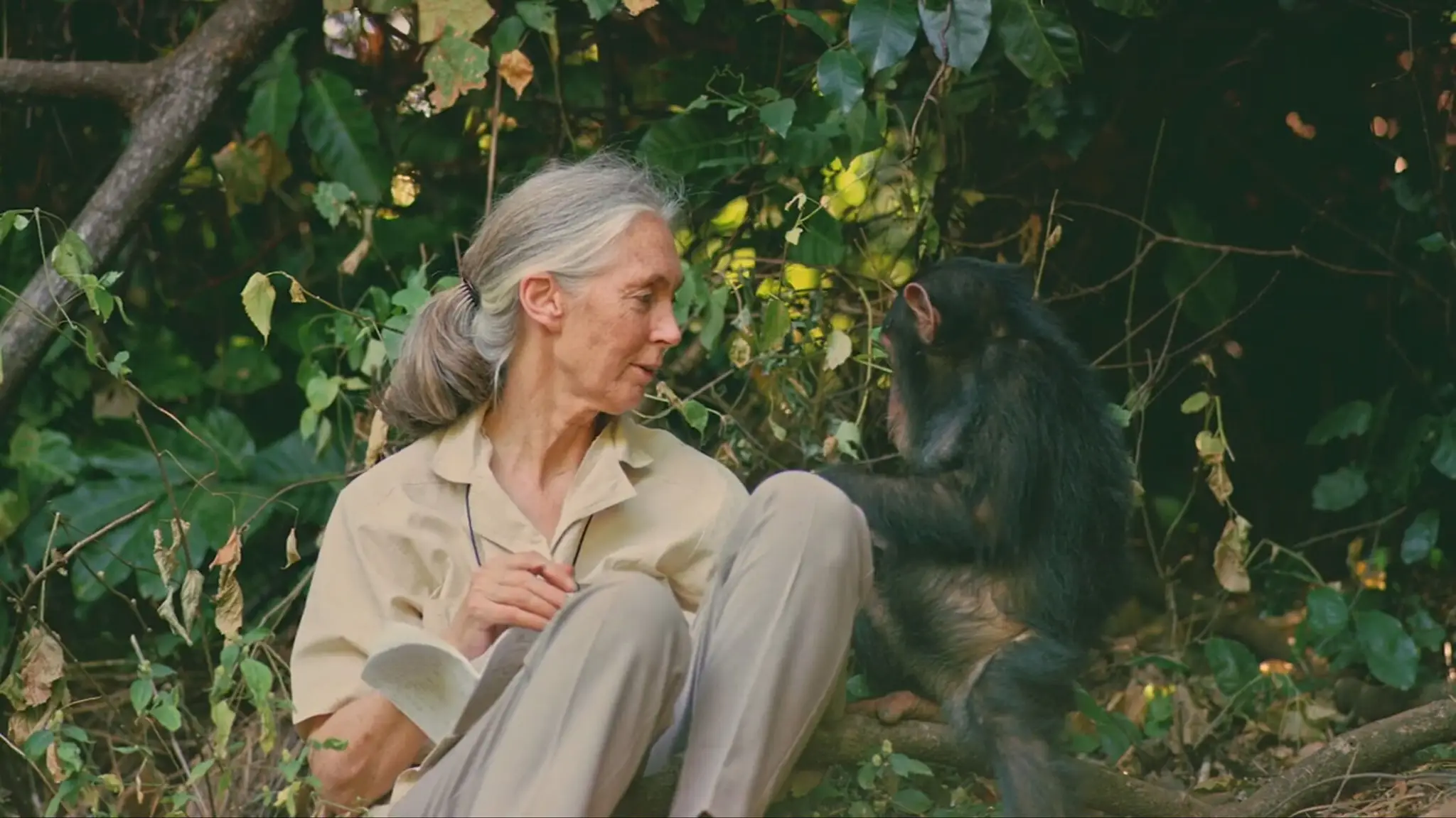 Jane Goodall so šimpanzom. 