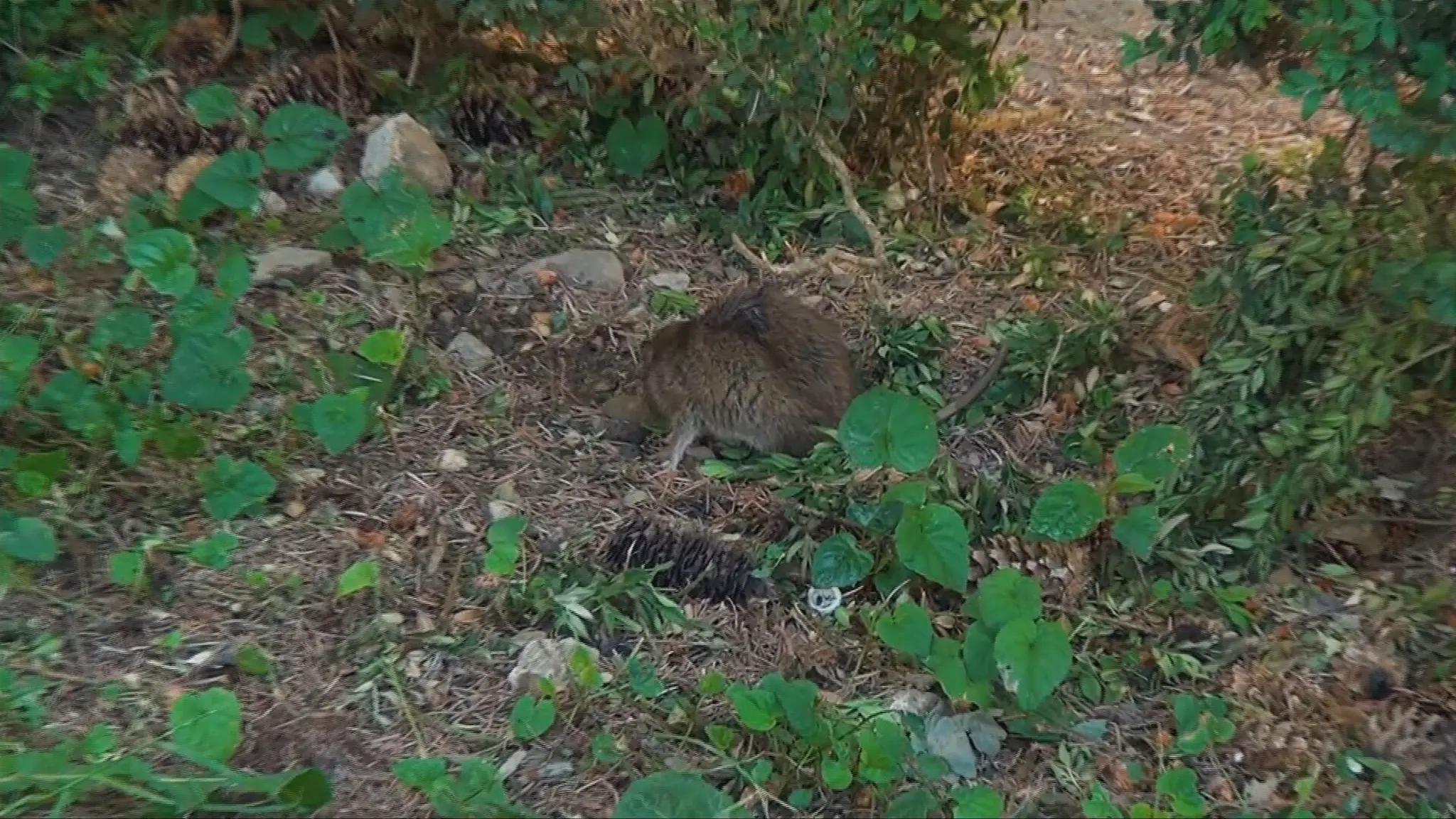Považskú Bystricu sužujú premnožené potkany