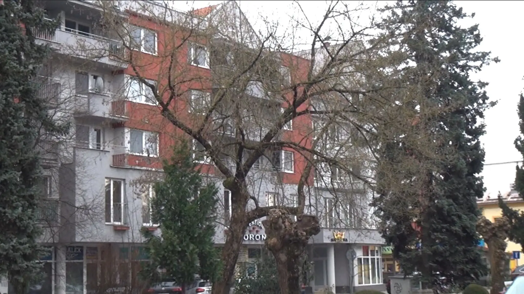 Aktivisti sa snažia výrubu 80-ročných stromov zabrániť. 