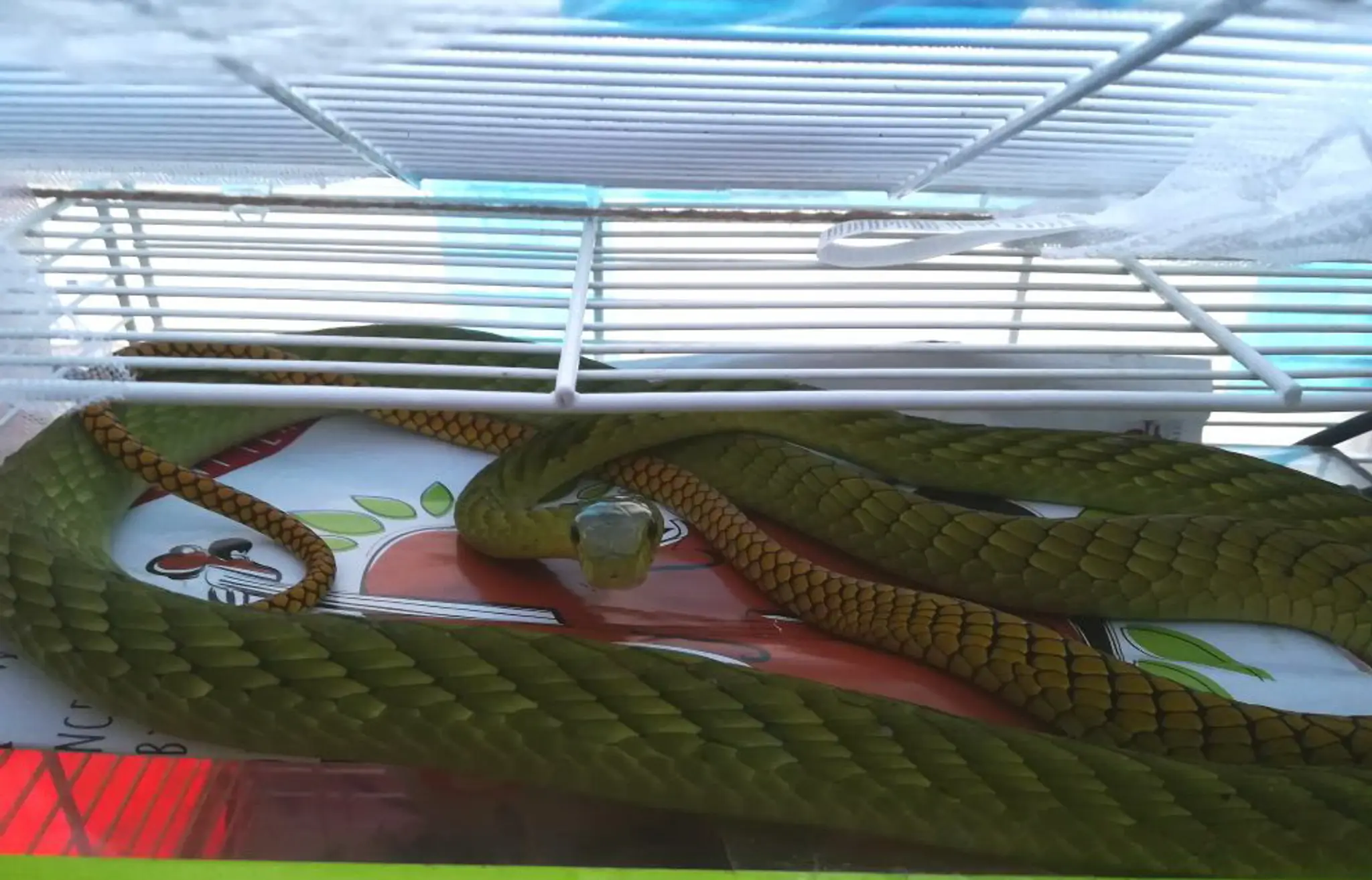 Mamba zelená, ktorá utiekla v Prahe