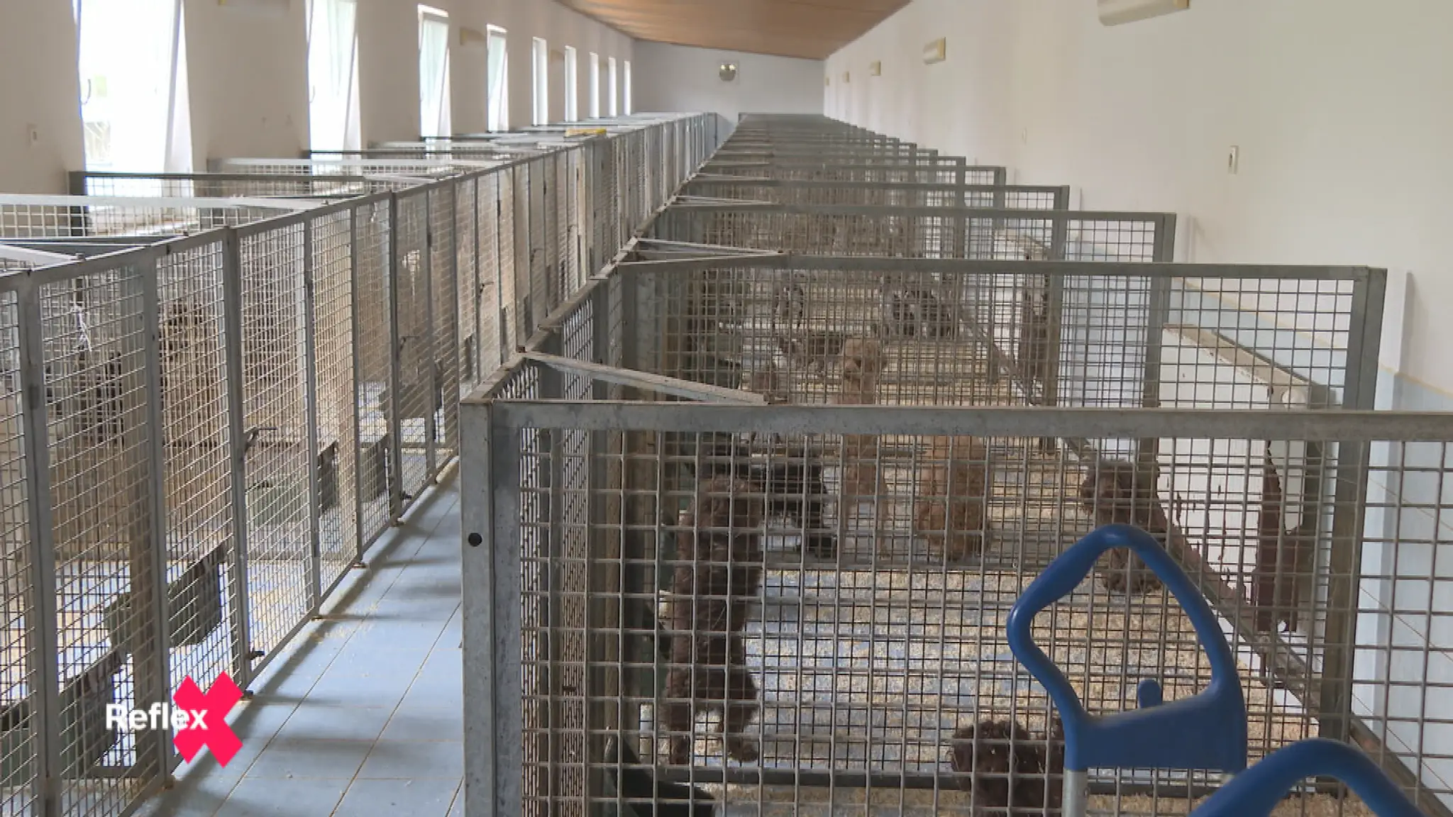 Štát vyhlásil boj proti psím množiarňam