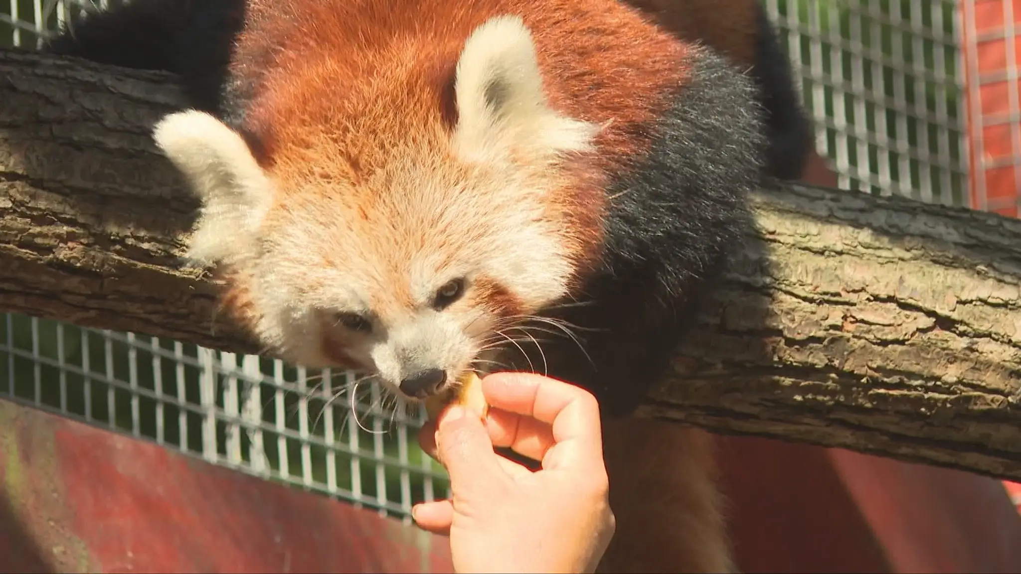 Panda červená ZOO Košice 