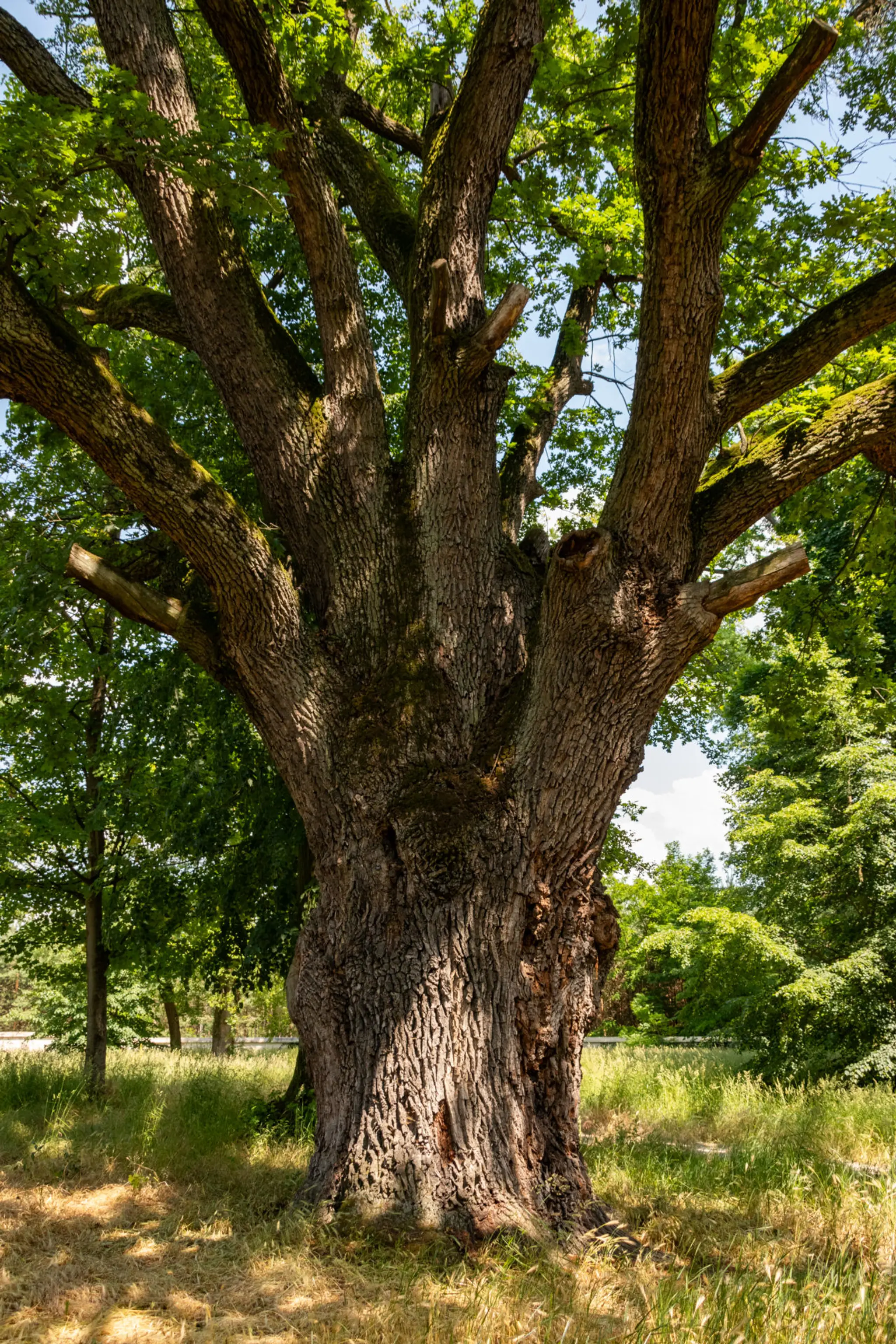 Víťaz ankety Strom roka 2023