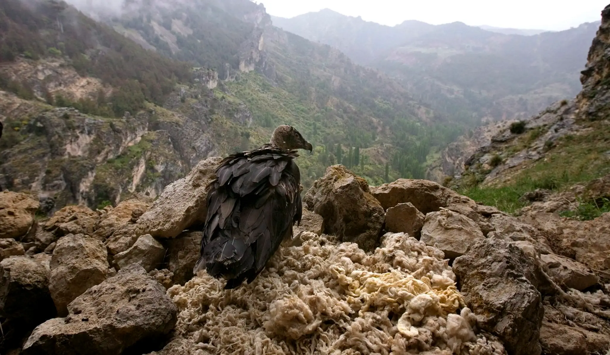 Orlosup bradatý (Gypaetus barbatus)  vo svojom hniezde v údolí Espumaderas v španielskej Andalúzii.