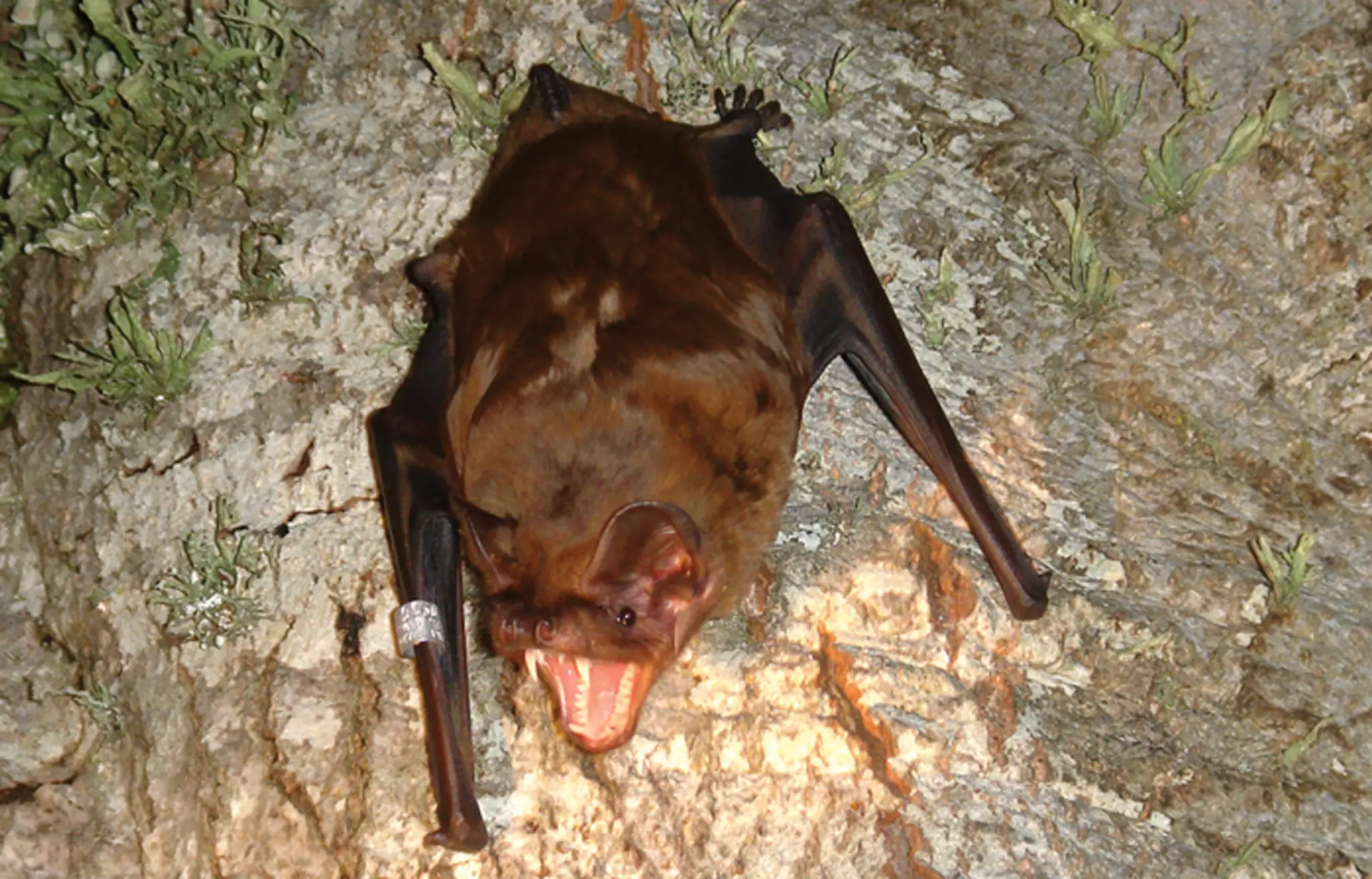 Raniak obrovský (lat. Nyctalus lasiopterus) 