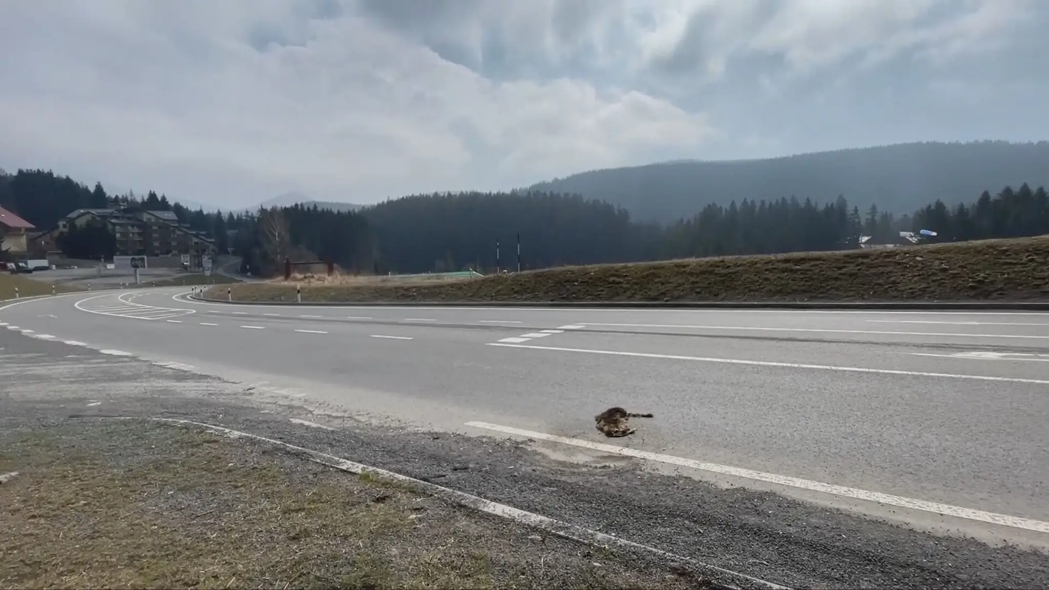Zrazený medvedík čistotný