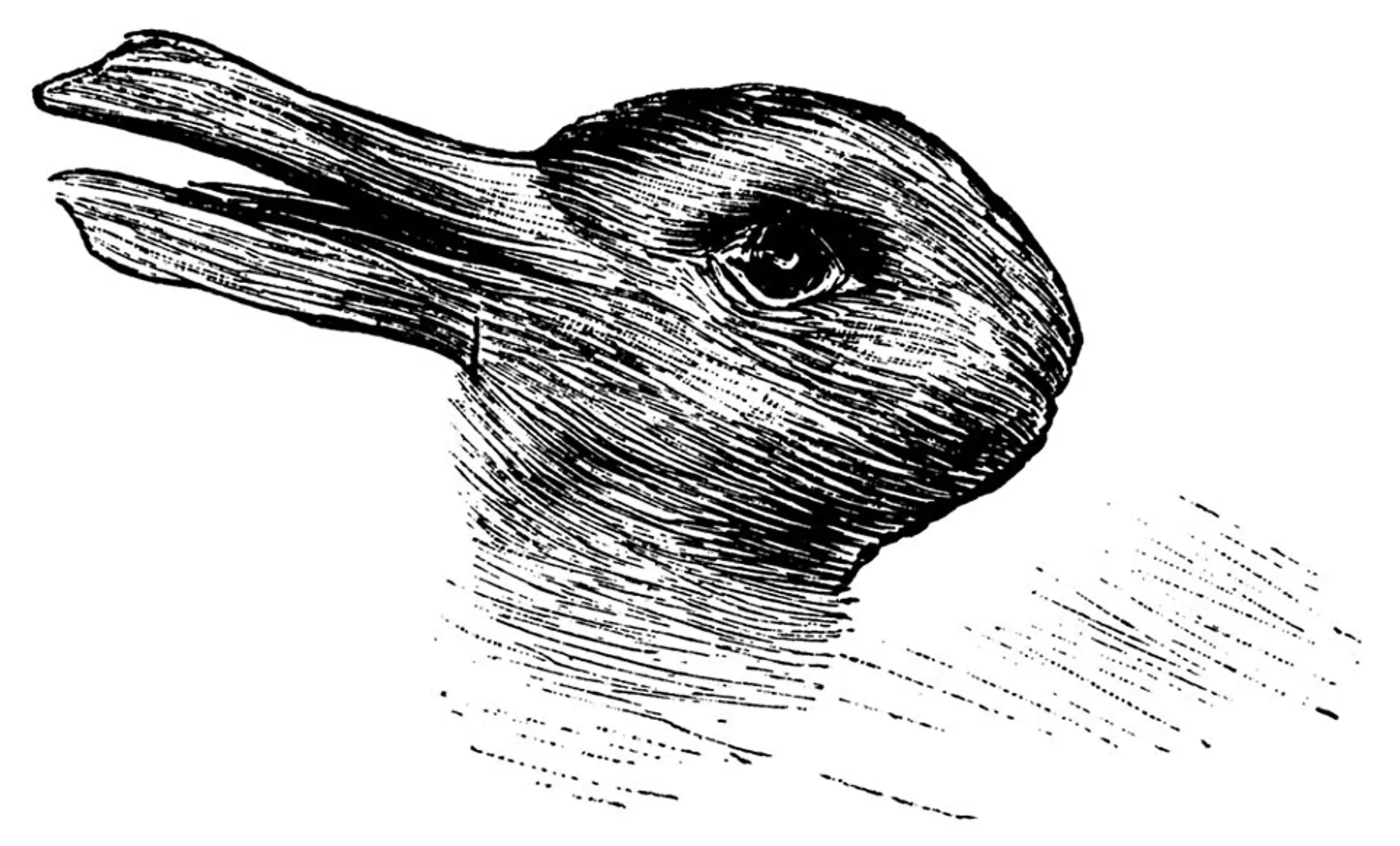 312F022400000578-3446183-How_fast_you_can_pick_the_animals_in_this_image_says_a_lot_about-a-1_1455448957620.jpg