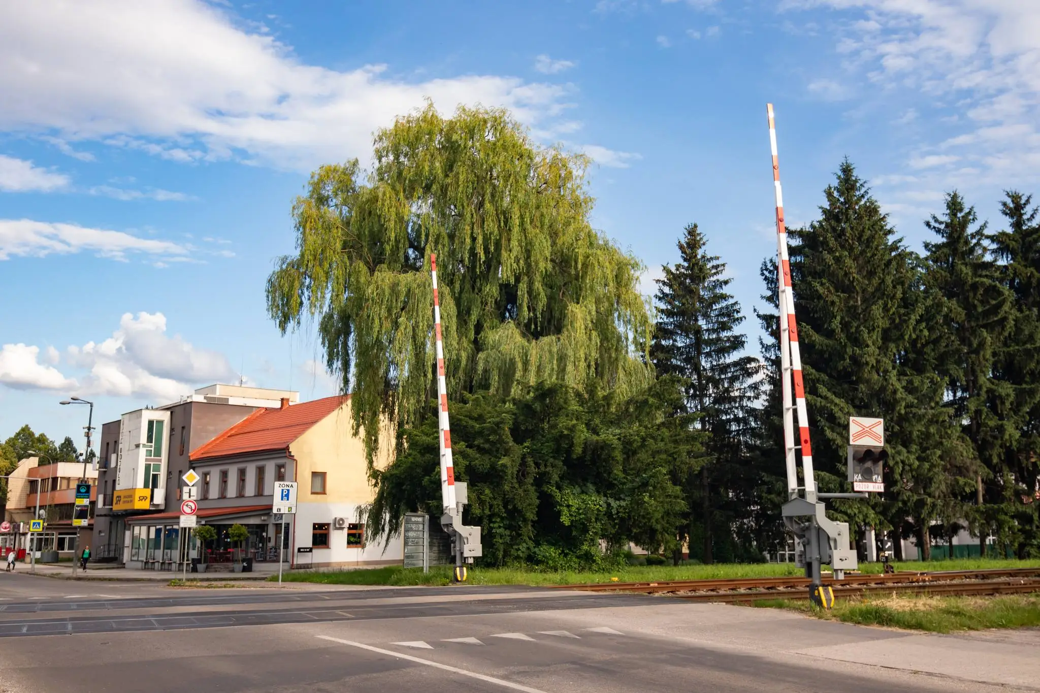 5. Vŕba biela - smútočná (Salix alba L. sepulcralis)