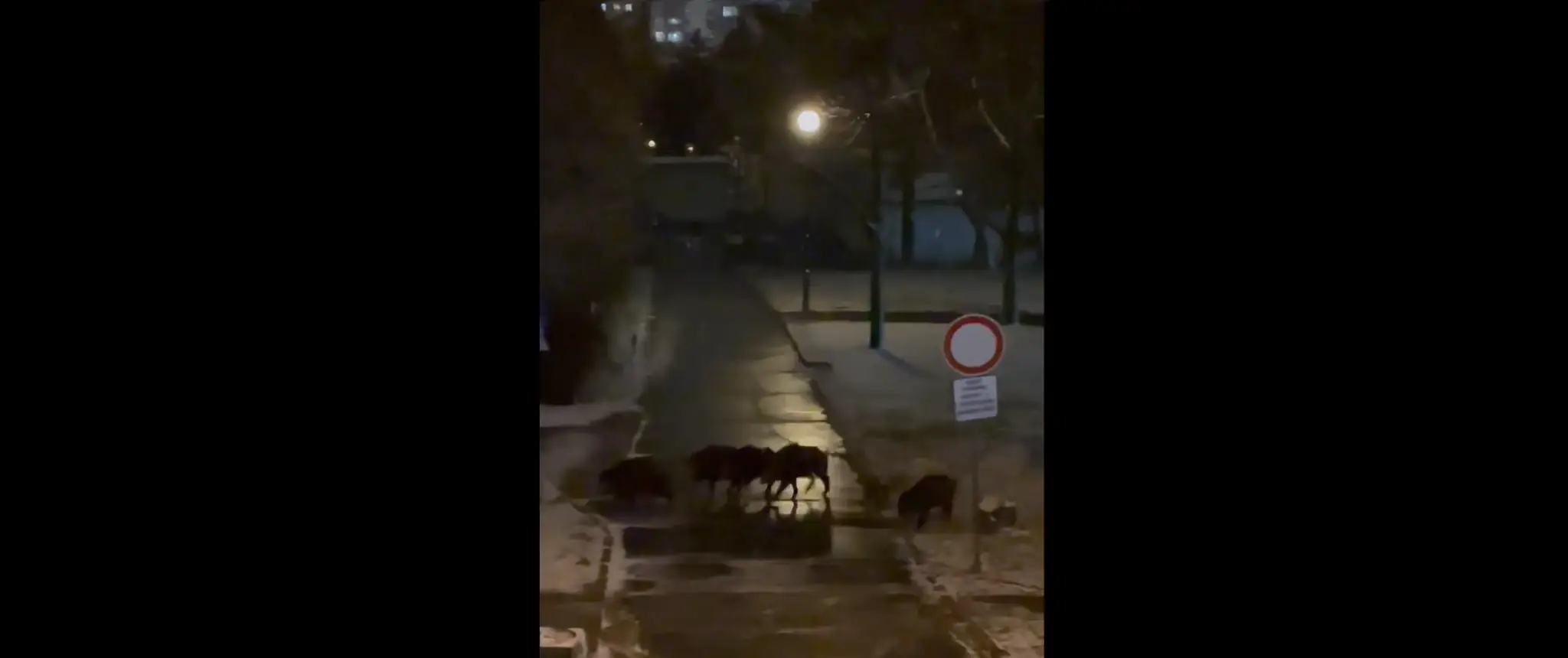 Diviaky v Karlovej Vsi.