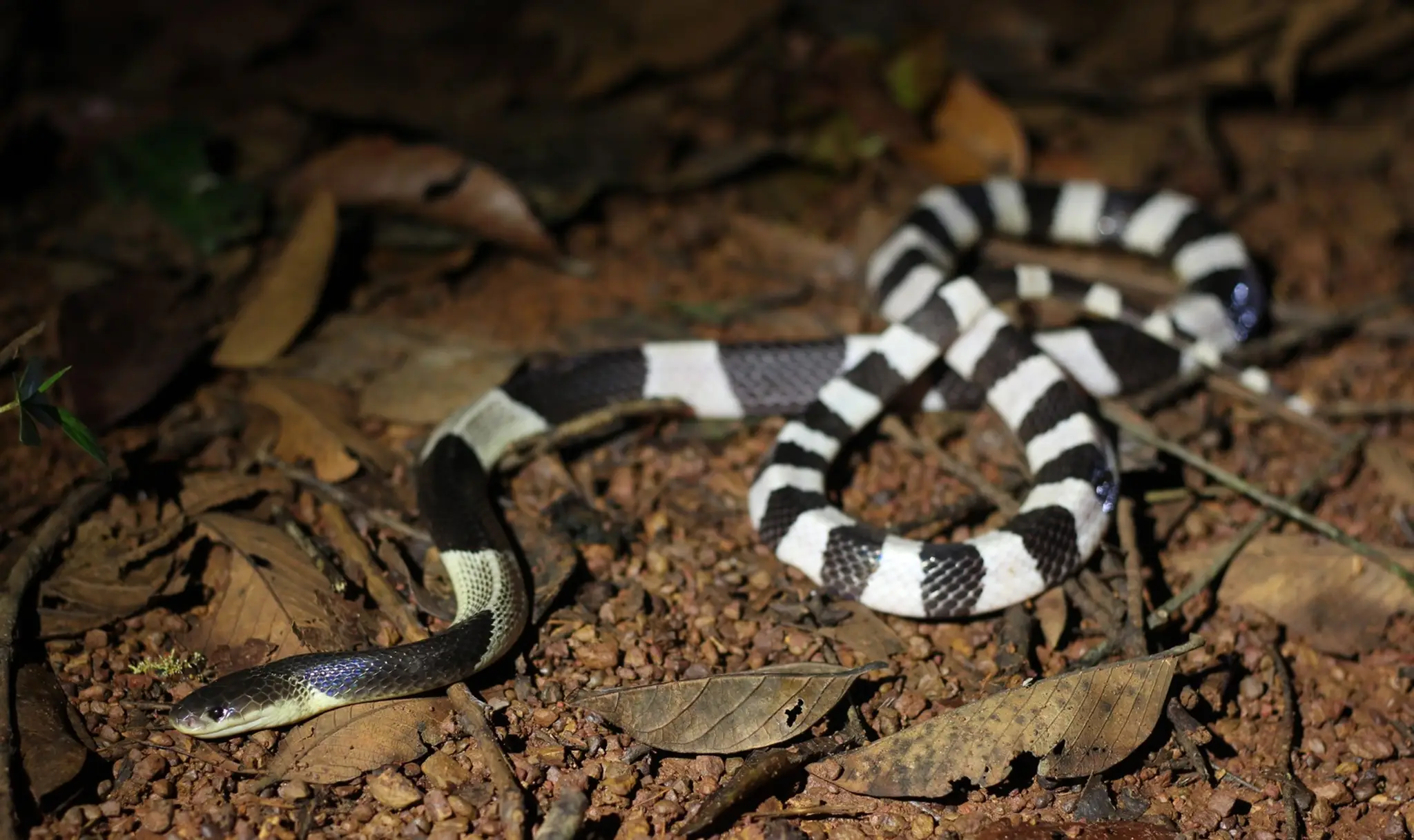 Malajská krajta (Bungarus Candidus).