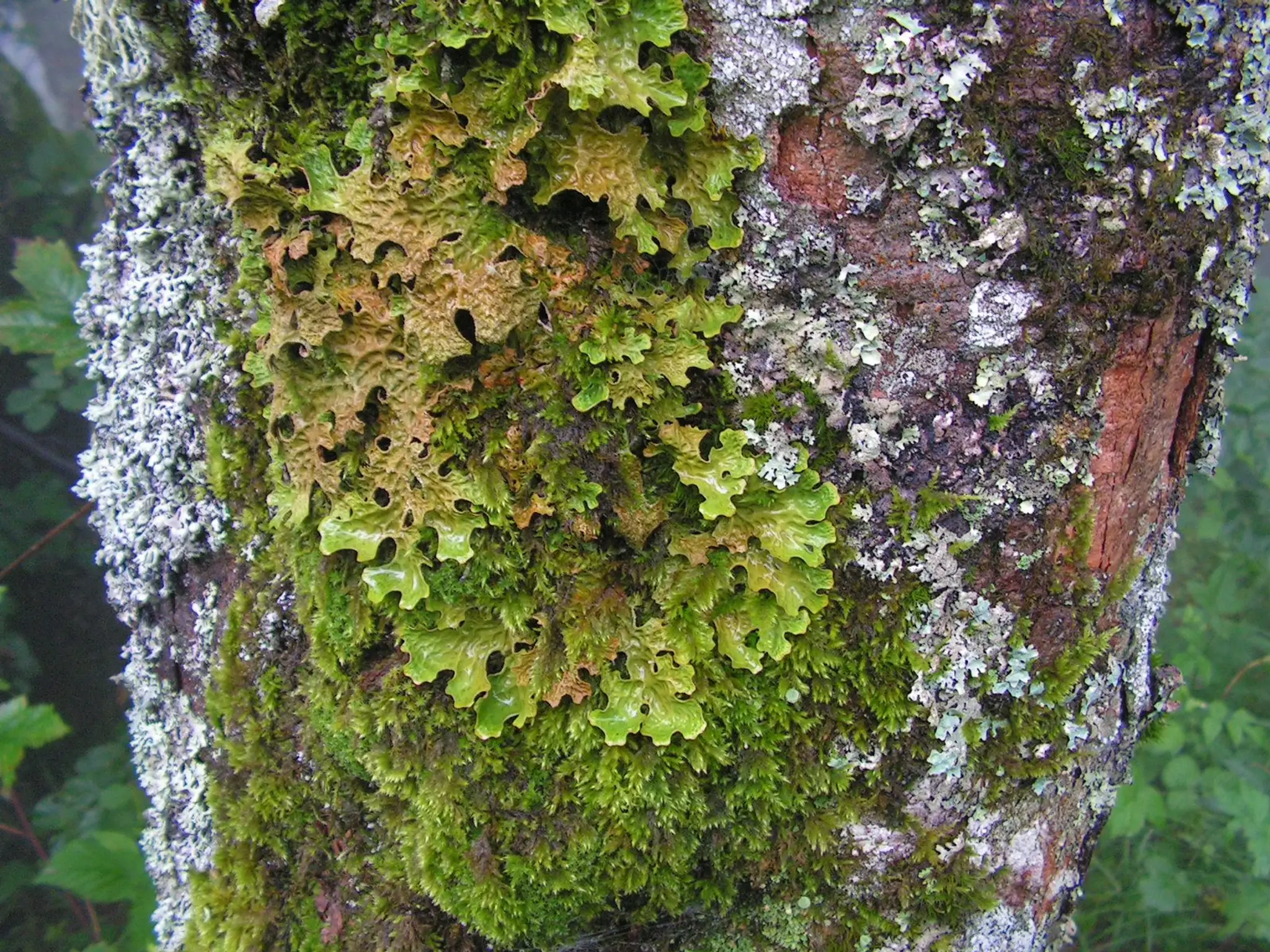  Lišajník jamkatec pľúcny – Lobaria pulmonaria