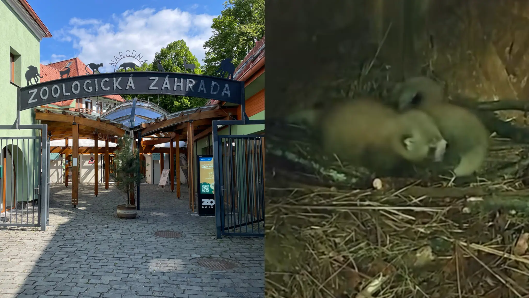 Národná zoo Bojnice oznámila narodenie dvoch mláďat pandy červenej.