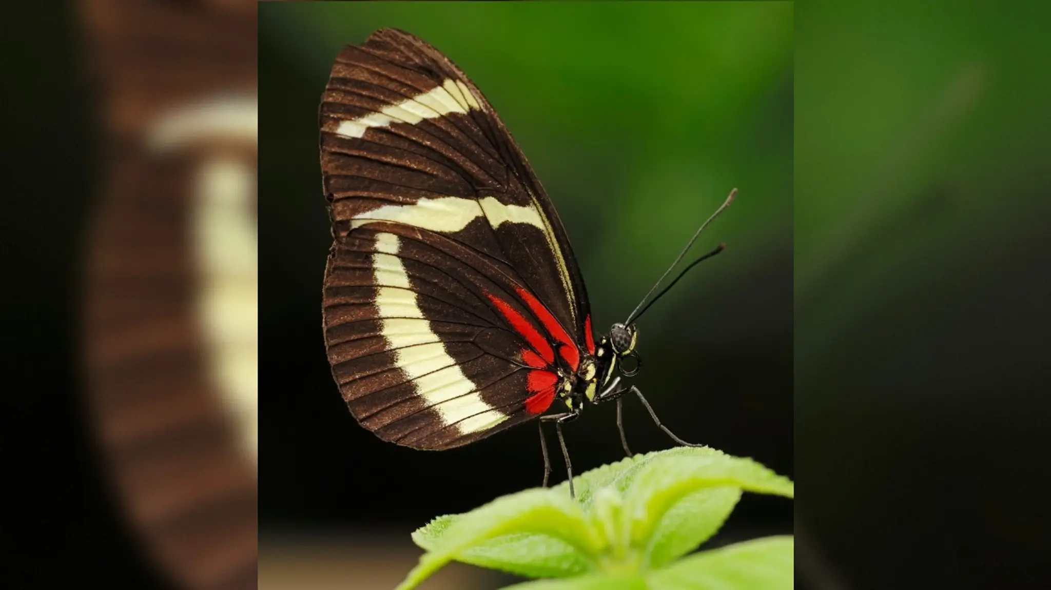 Motýľ Heliconius hewitsoni.