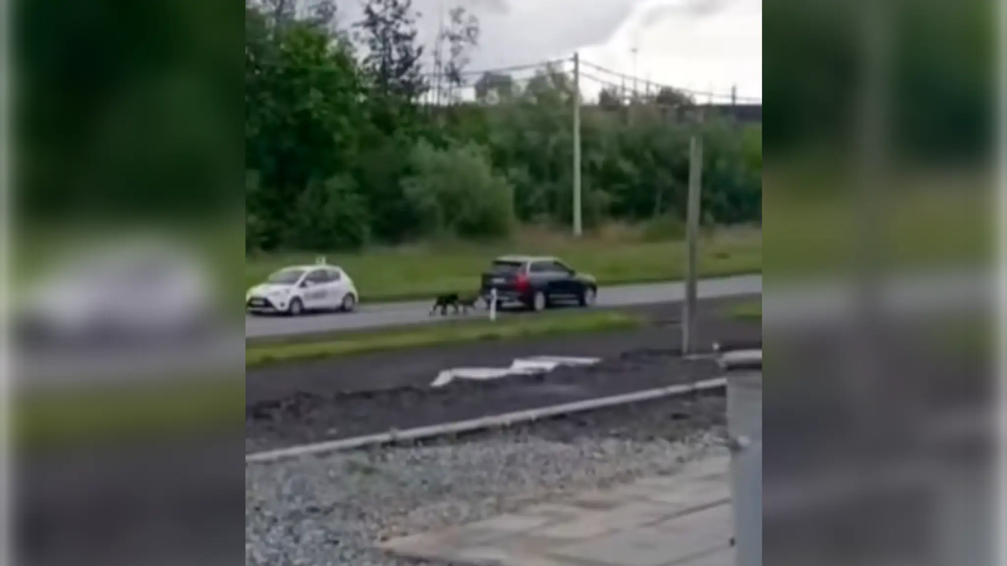 Muž ťahal svojich psov za trest za autom.