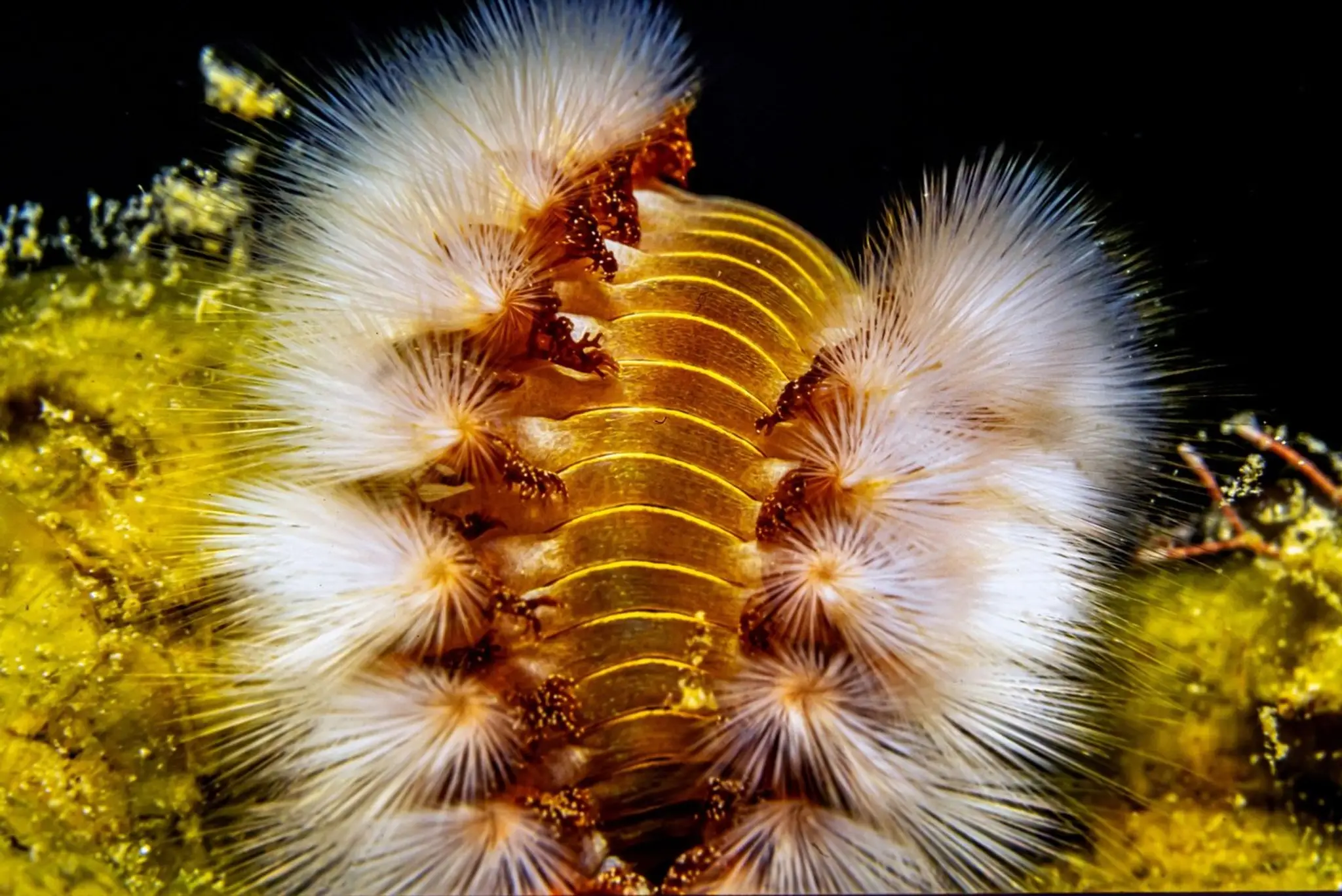Hermodice carunculata