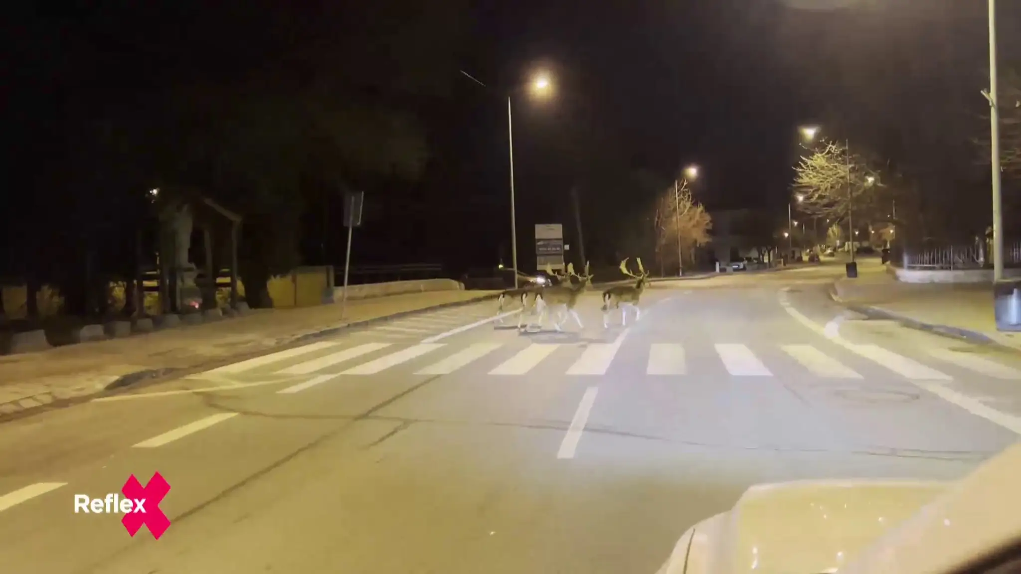 Opatrnosť často nestačí: Premnožené stáda danielov križujú cesty