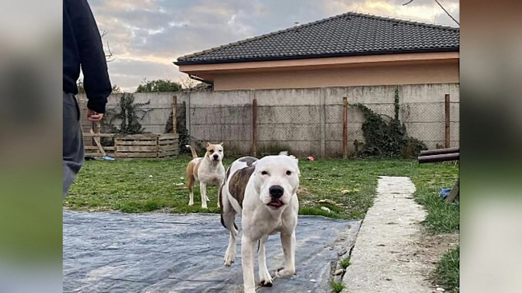 Nebezpečné útoky psov v obciach pri Bratislave. 
