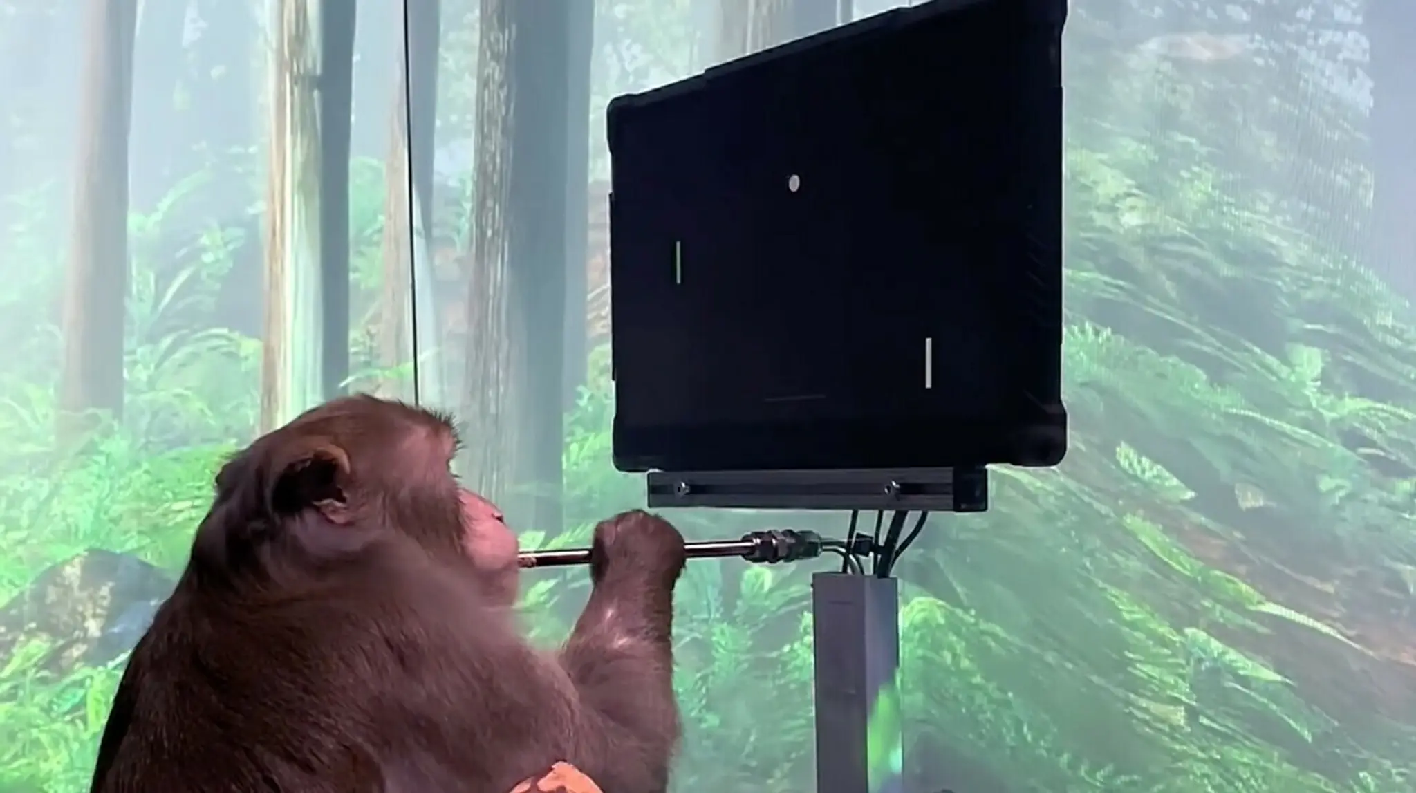 Makak hrá počítačovú hru Pong s pomocou joysticku a myšlienok. 