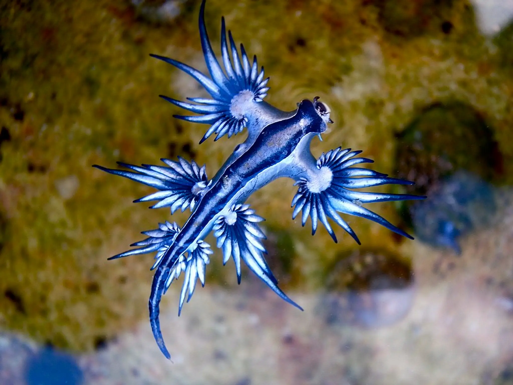 glaucus atlanticus (modrý drak)