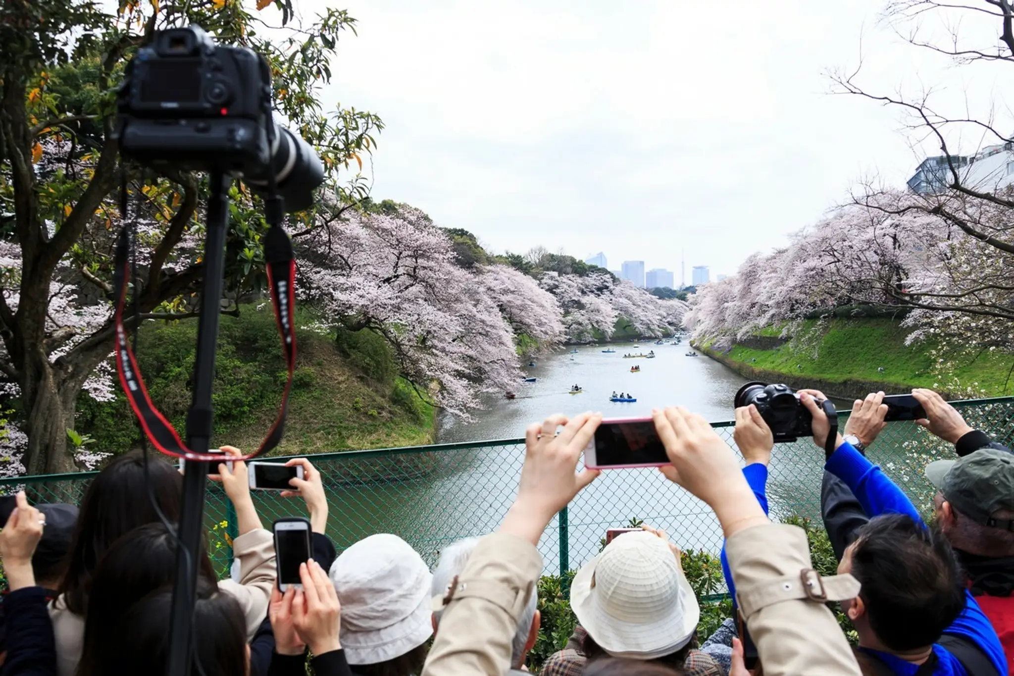 Hanami alebo japonský div sveta.