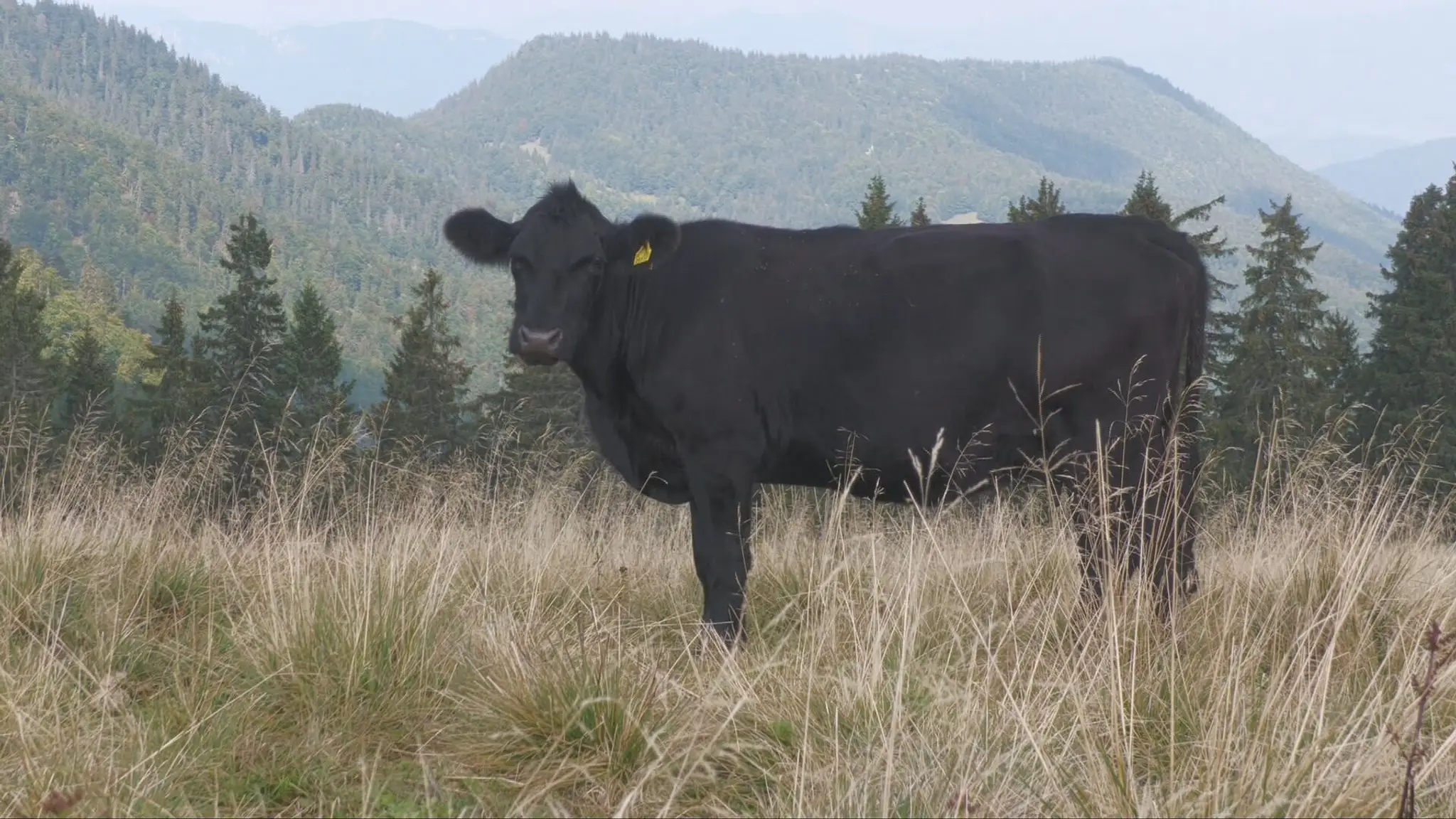 Slintačka a krívačka na Slovensku