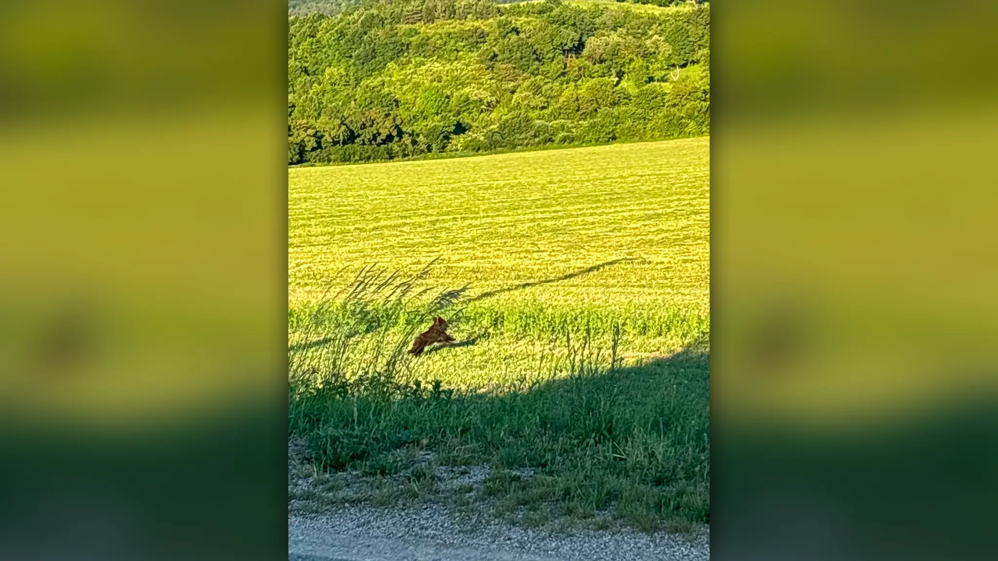 Na snímke medvieďa, ktoré hľadajú v Beluši.