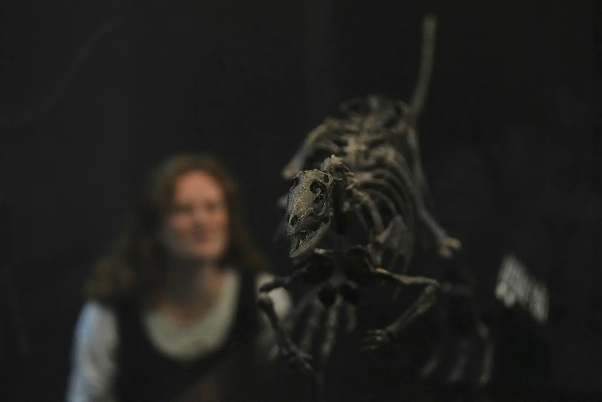 FOTO: Vedci objavili nový druh malého dinosaura, bol veľký ako labrador. Pomôže prepísať dejiny pravekého sveta
