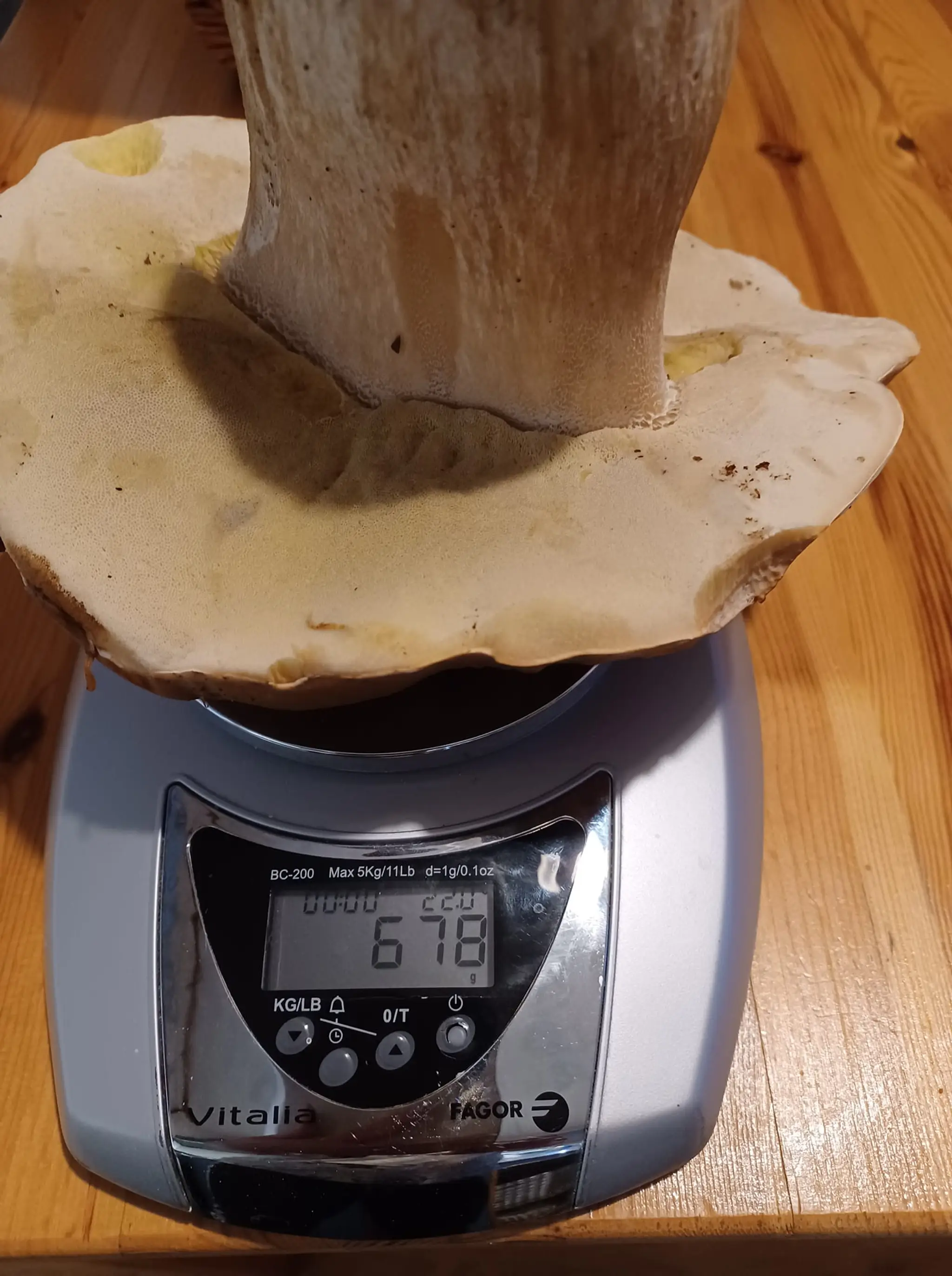 V Hliníku nad Hronom rastie aj takýto kúsok. Fotografiu zaslala Helga Ondrejková Pilniková