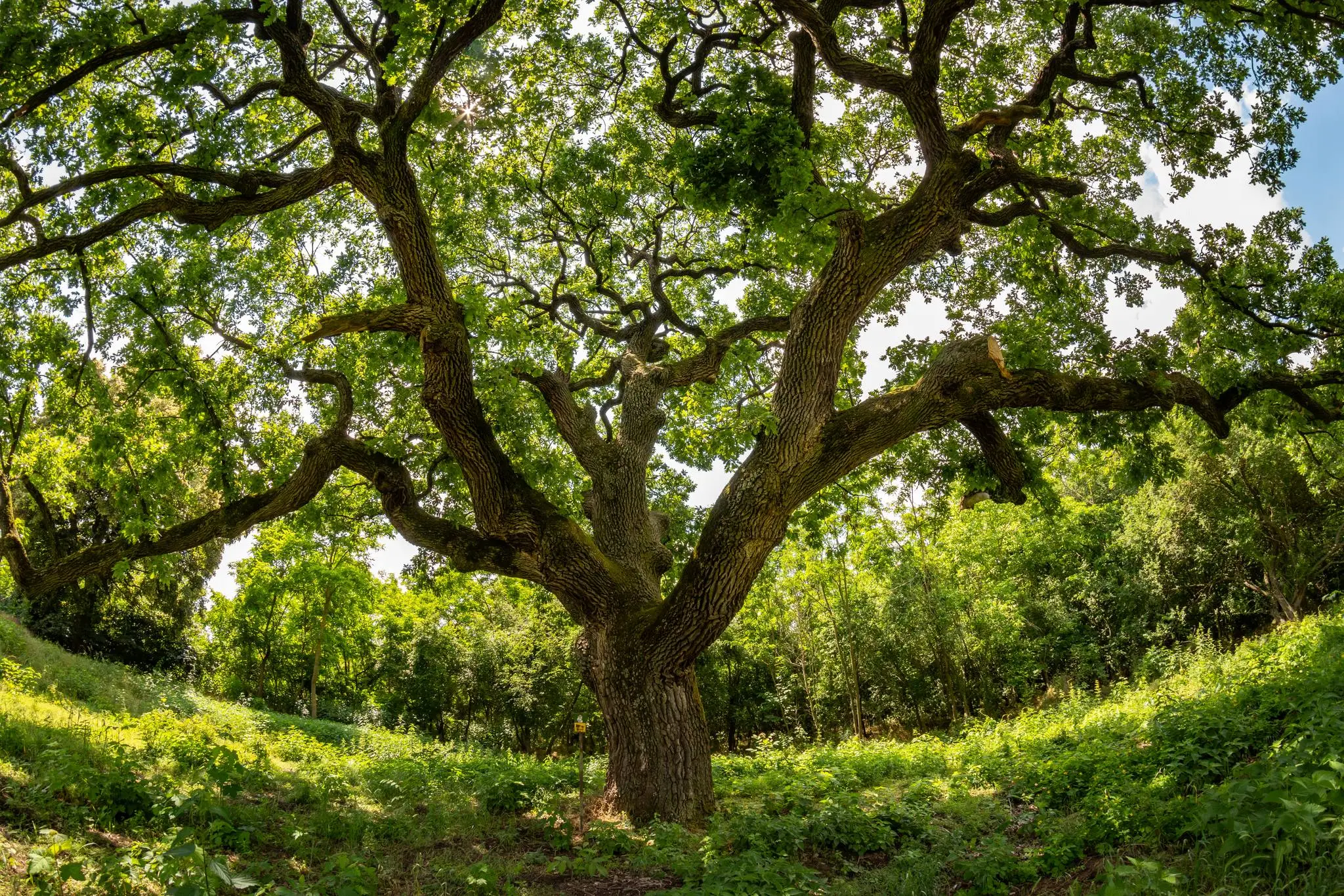 4. Dub plsnatý (Quercus pubescens)
