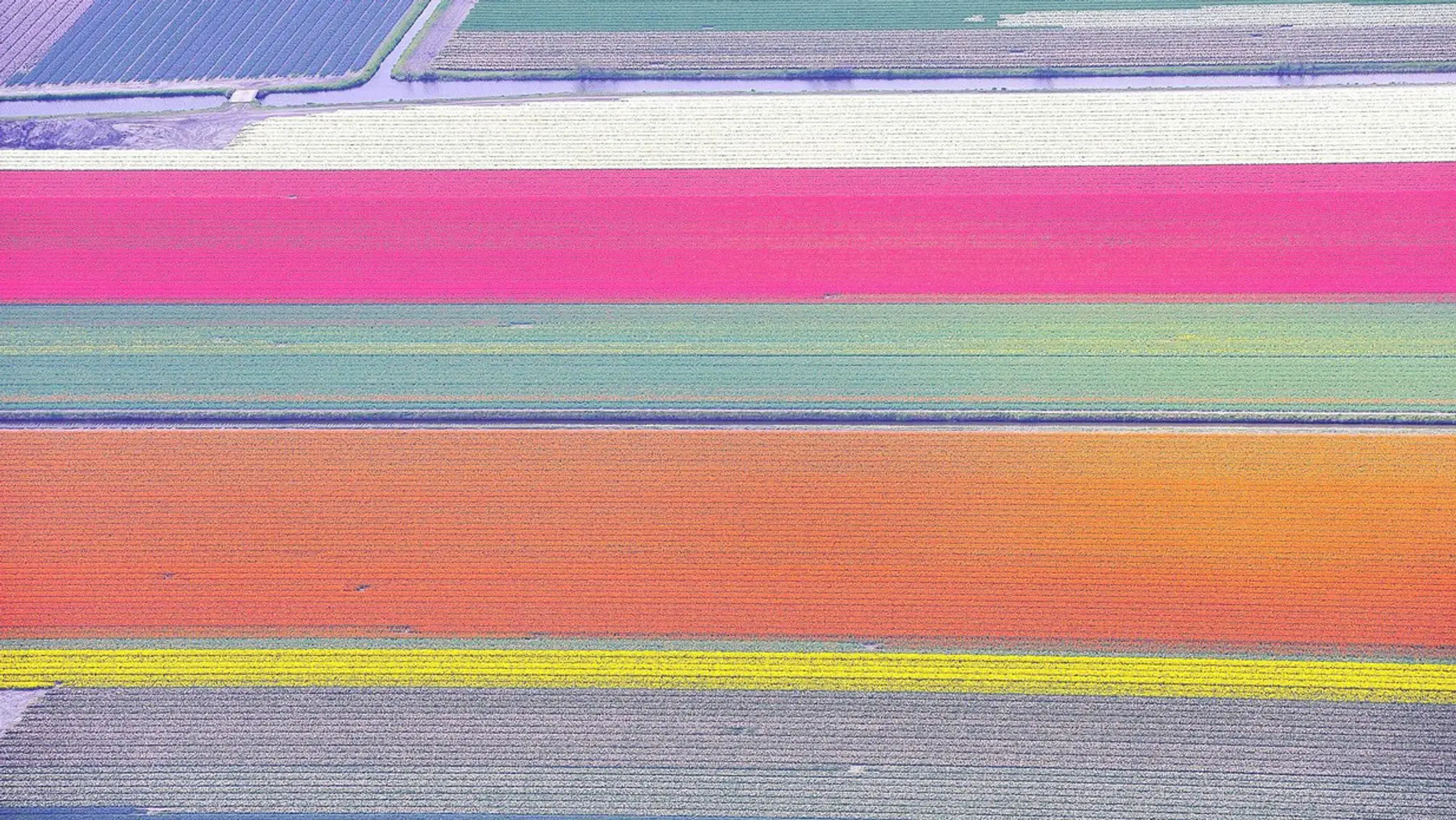 Tulipánové pole z Holandska. 