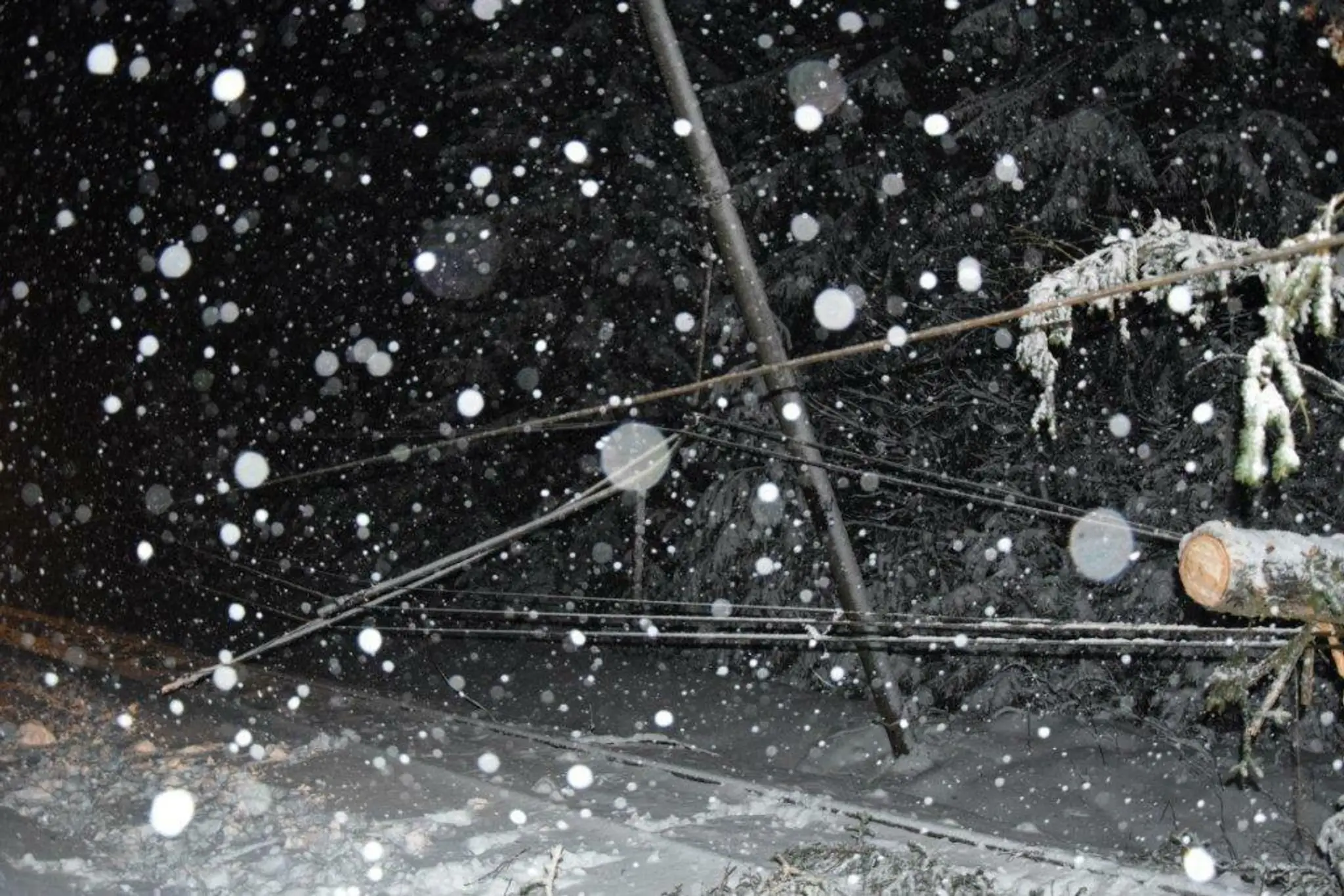 Strom, ktorý spadol na koľajnice na trati Východná-Kráľova Lehota, poškodil elektrické vedenie.