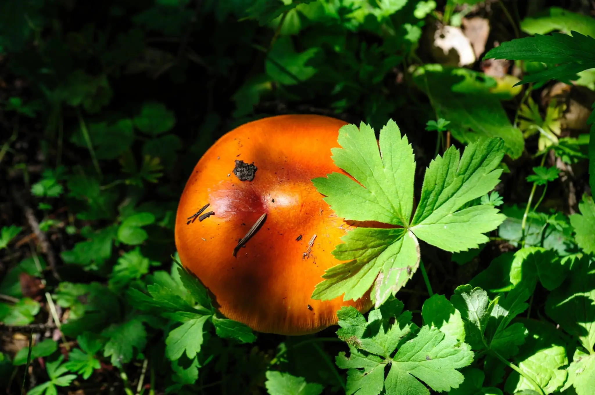 Muchotrávka cisárska (Amanita caesarea).