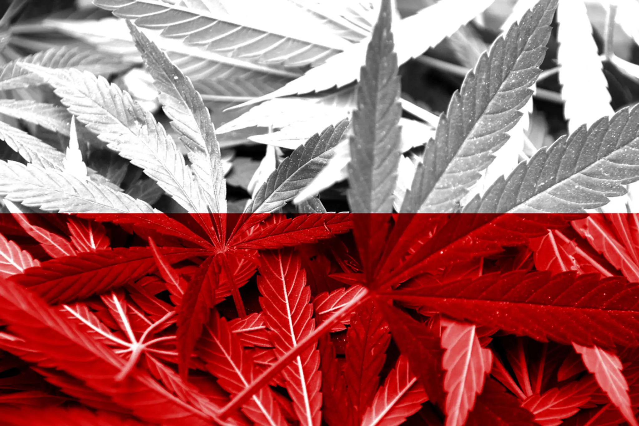 V Poľsku zlegalizovali marihuanu.