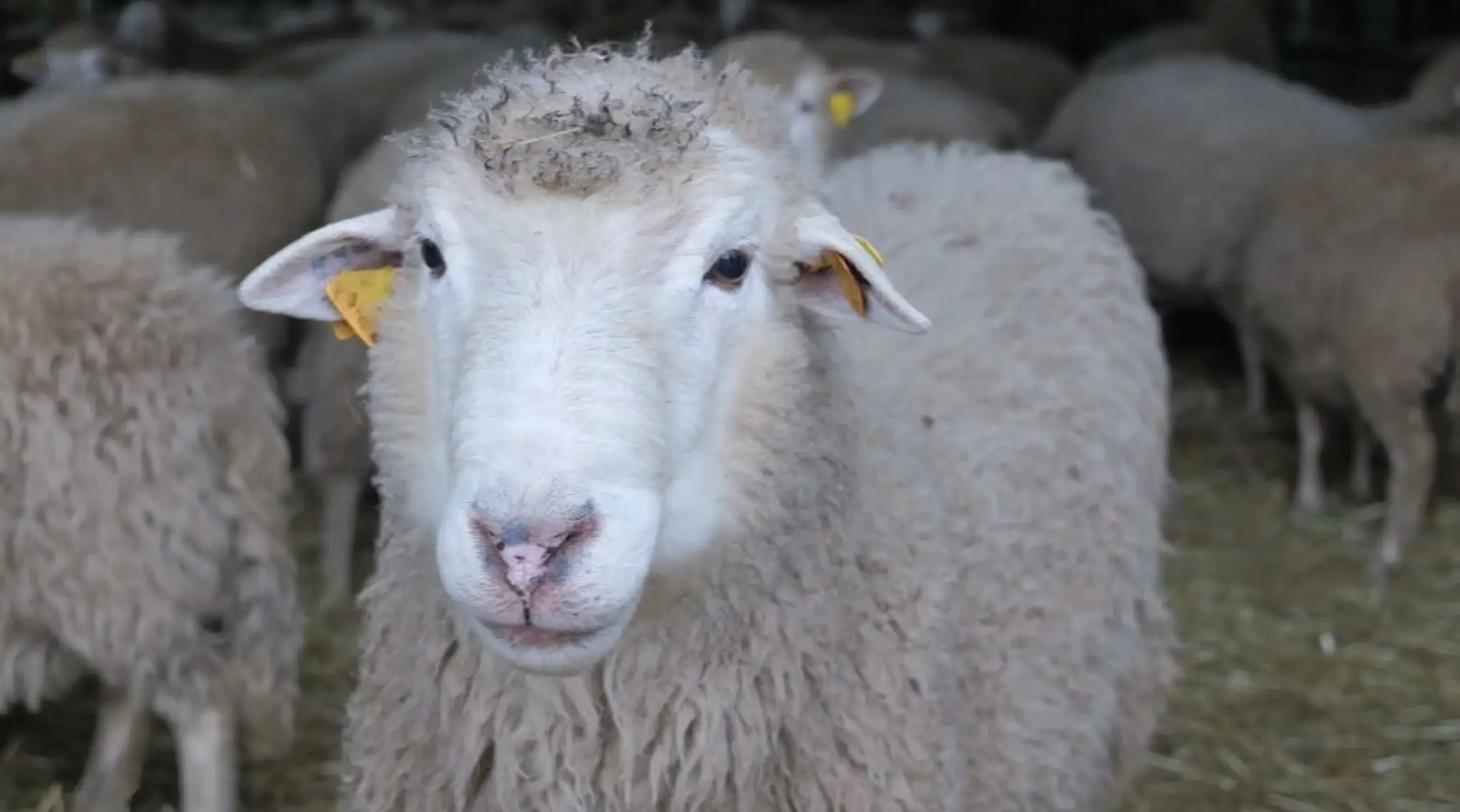 Ovca na farme.
