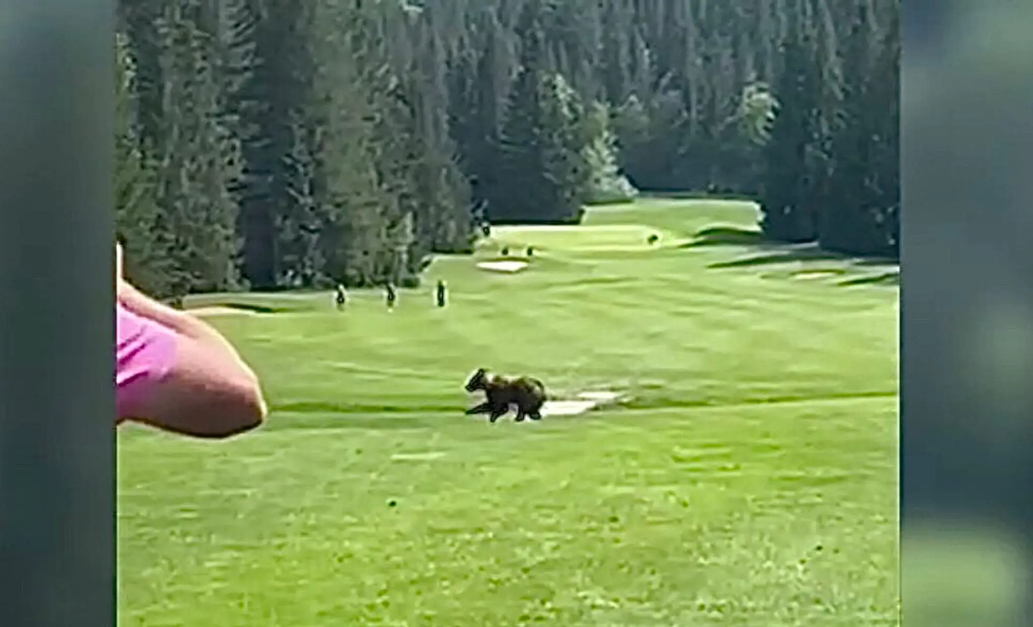 Medveď na golfovom ihrisku za bieleho dňa. 