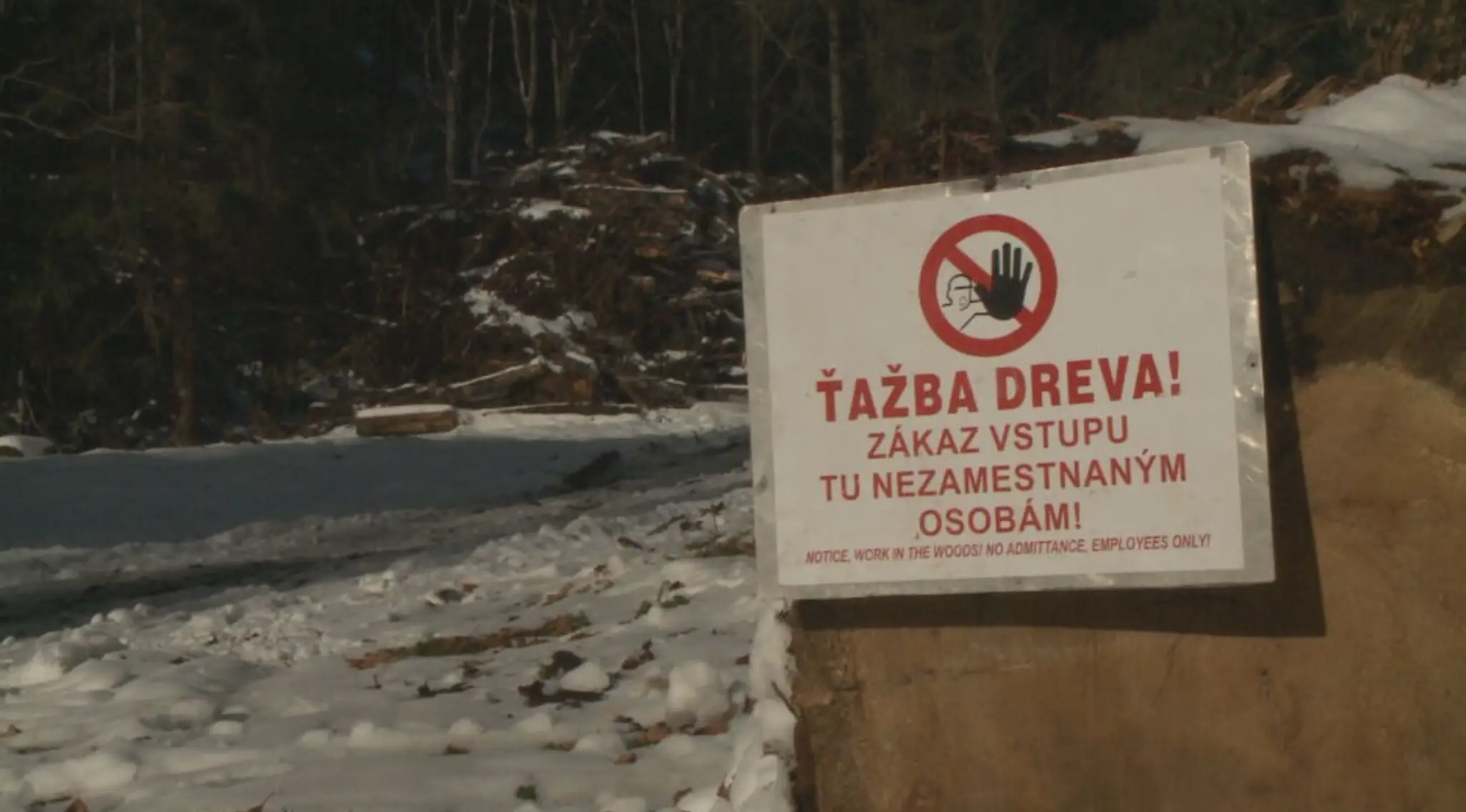 Ťažba dreva