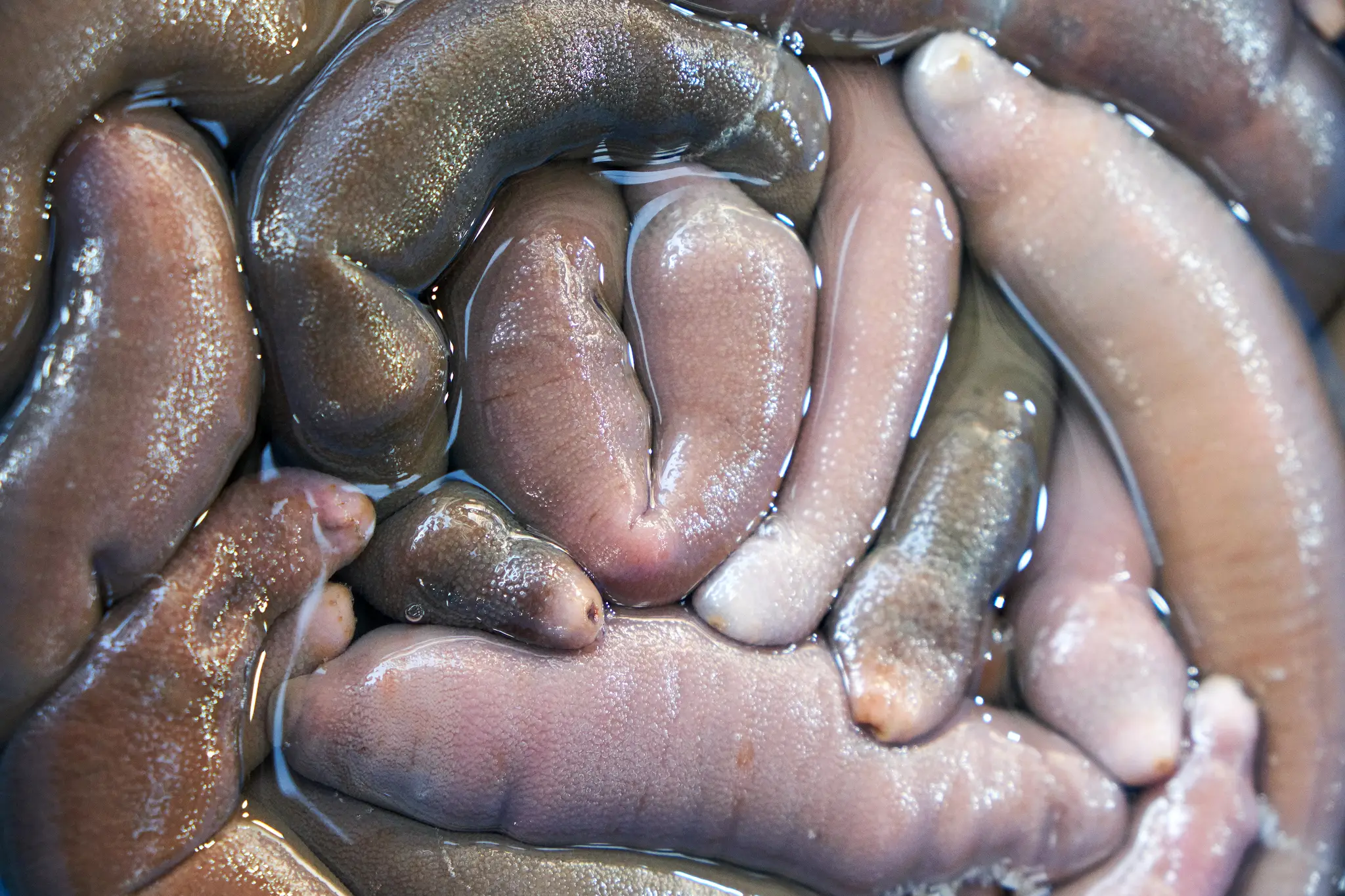 Penisová ryba (Urechis unicinctus)